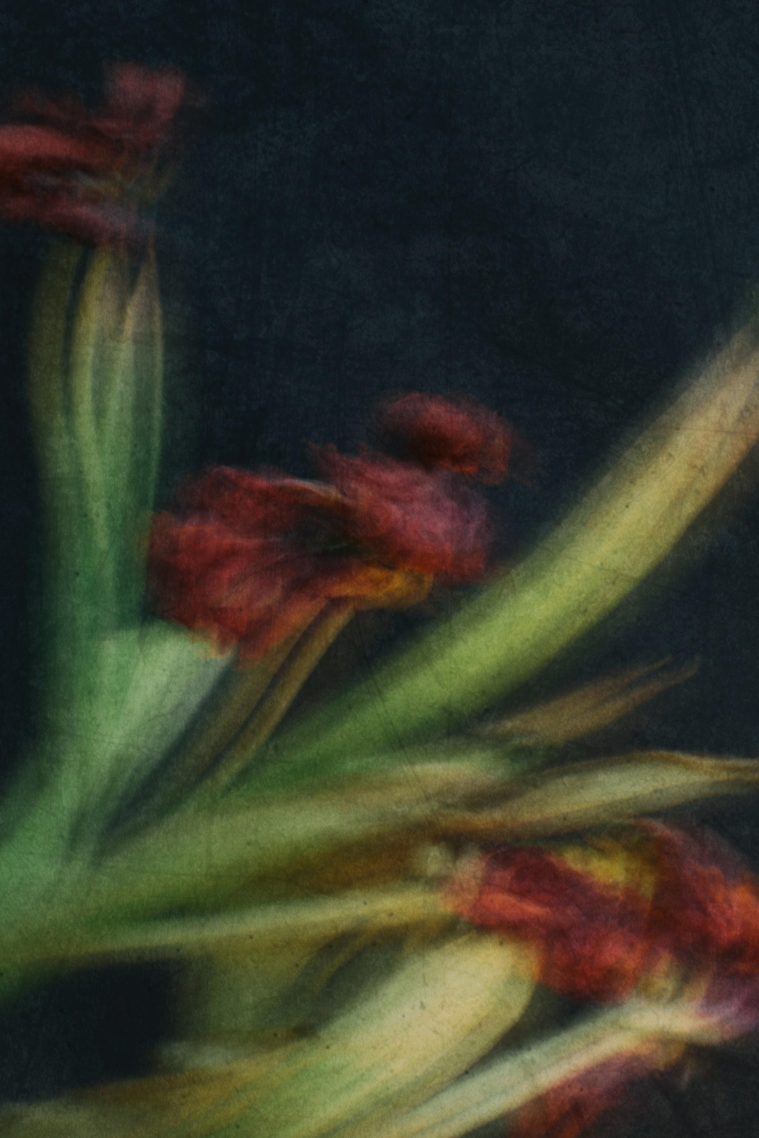 сюрреализм цветы абстракция