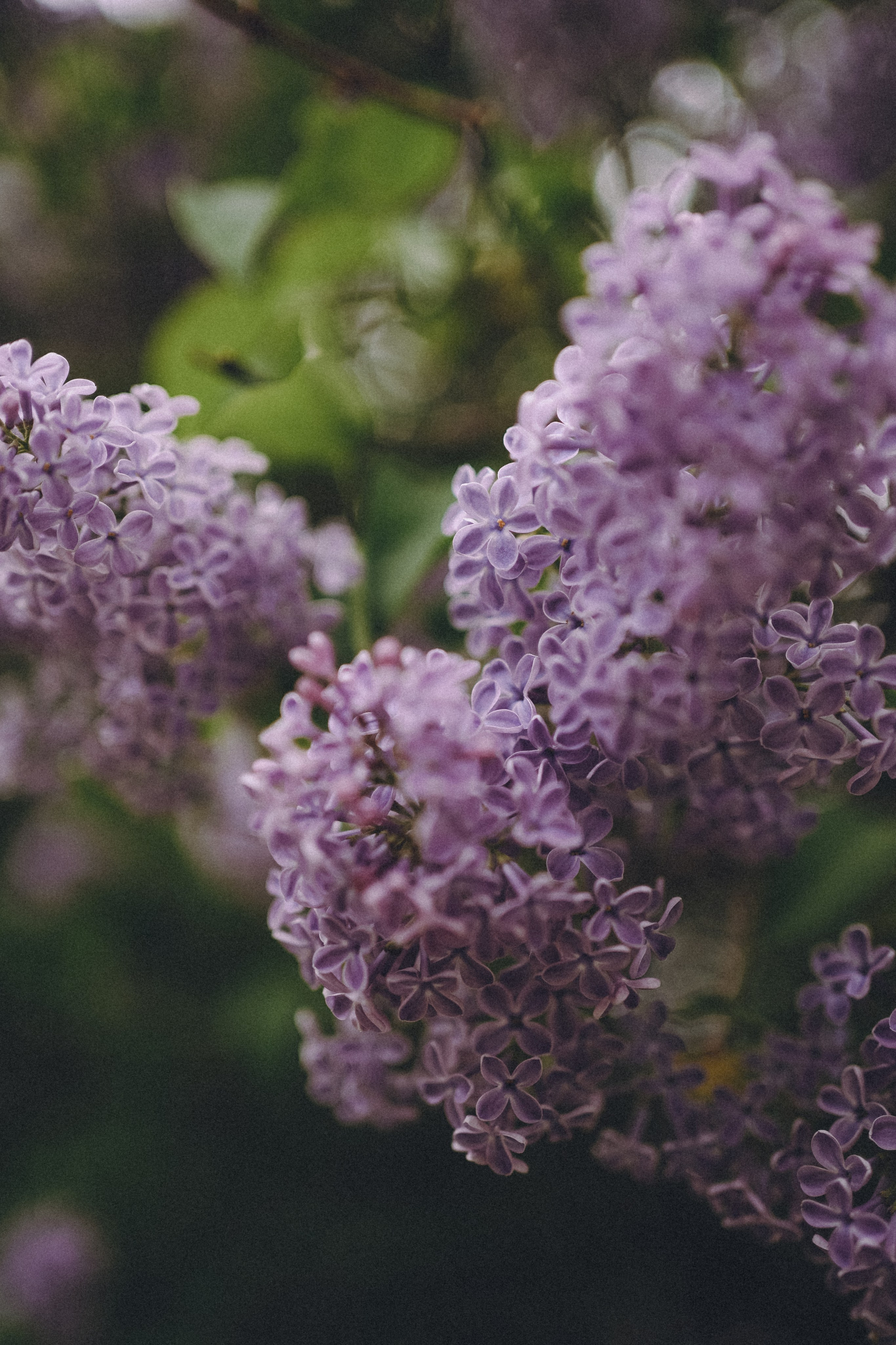 Сиреневый сон. Фотограф Наталья Колганова