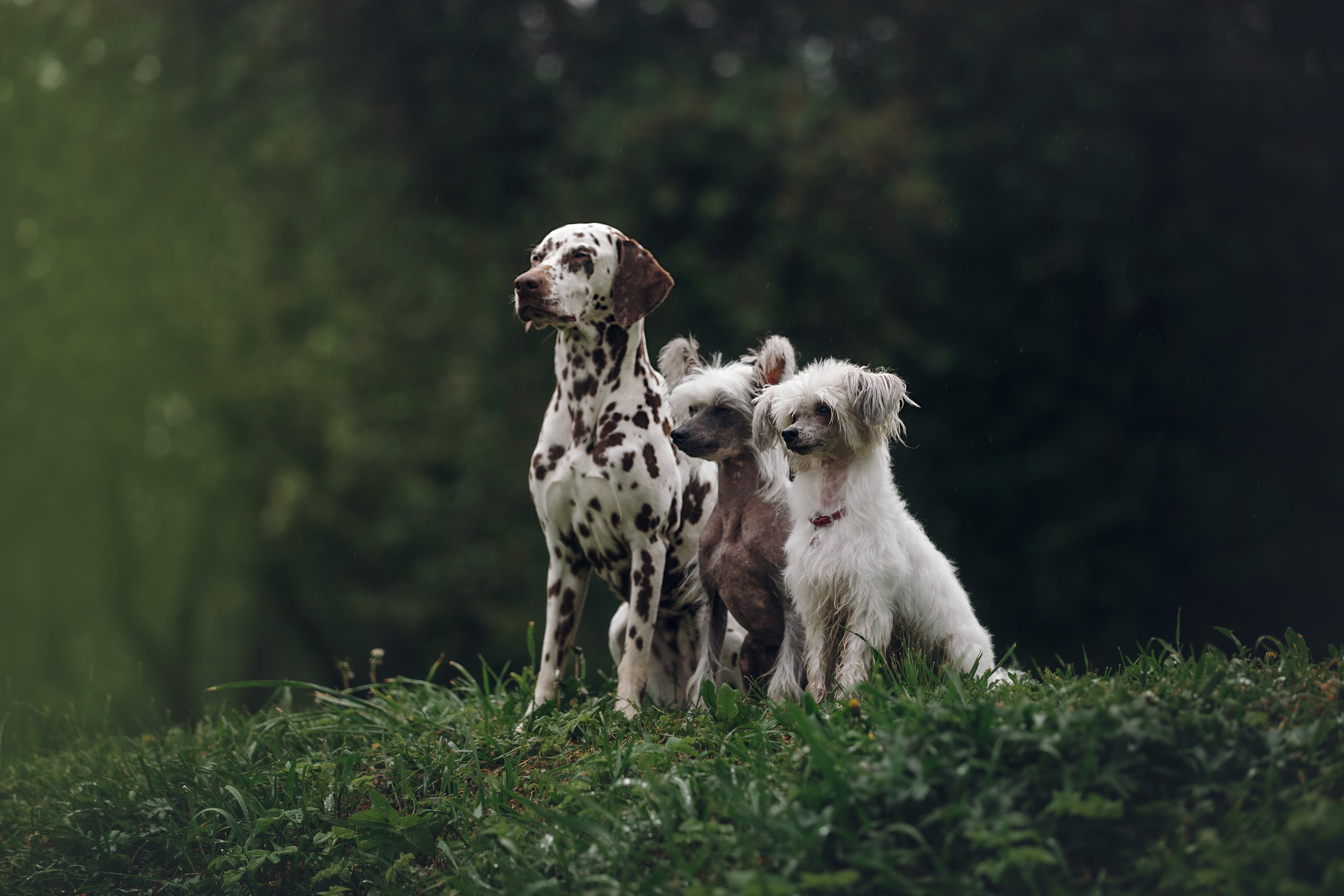 Лили, Уся, Вика и их семья. Фотограф анималист Кристина Карпова, Москва