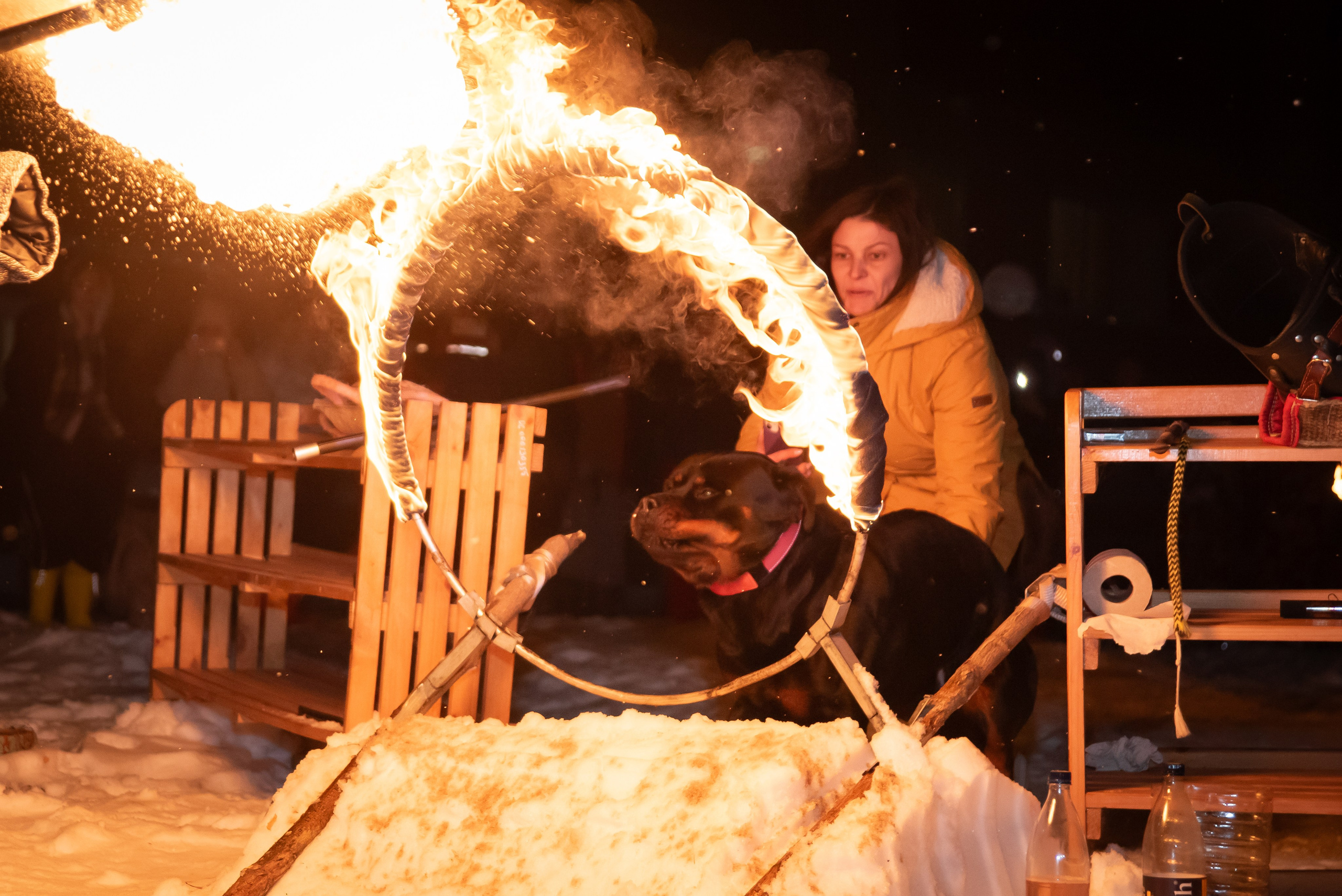 Фотосъёмка с собаками в Кинологическом лагере. Фотограф Макс Огурцов в Нижнем Новгороде