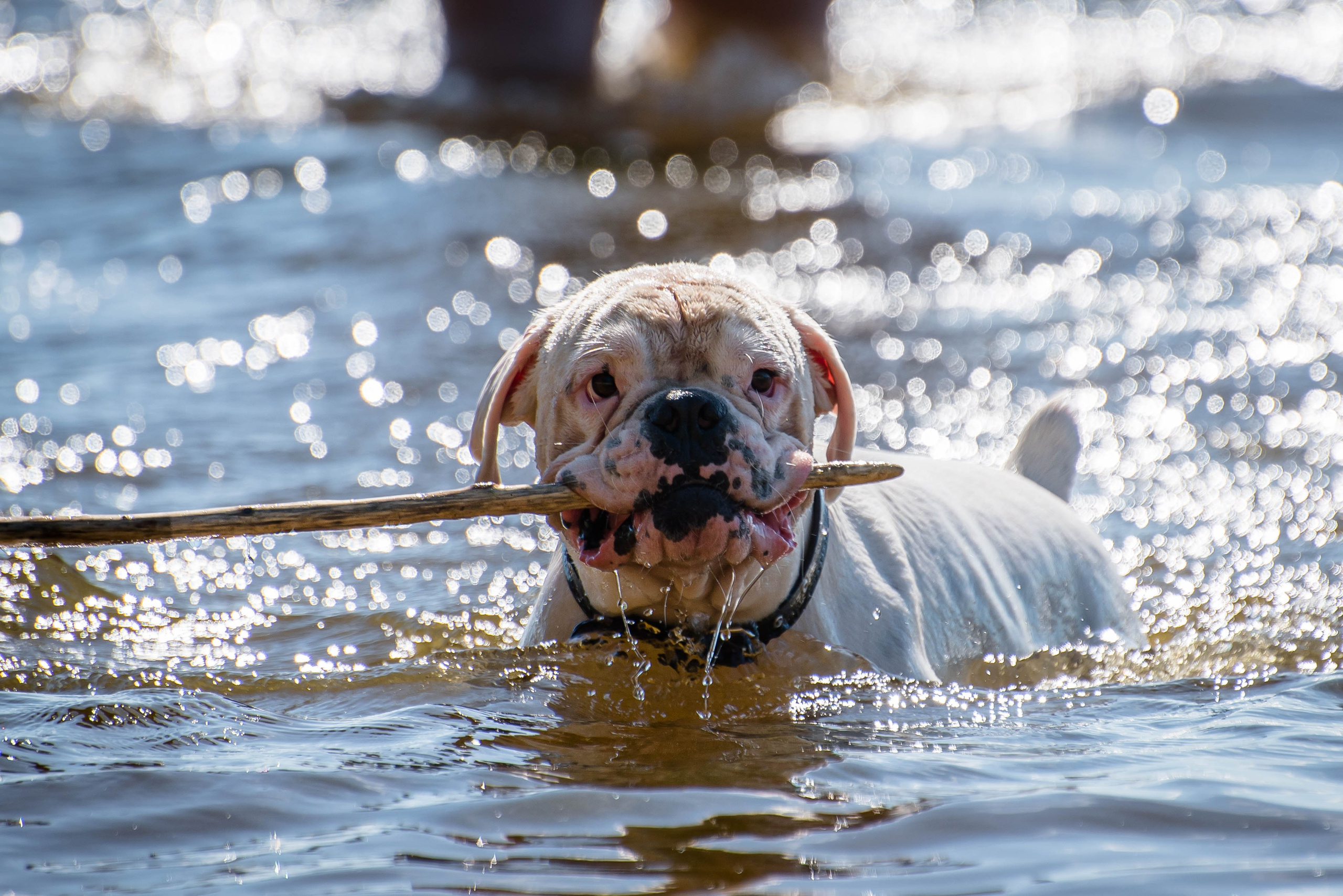 Фотосессия с собакой на берегу. Фотограф Макс Огурцов в Нижнем Новгороде