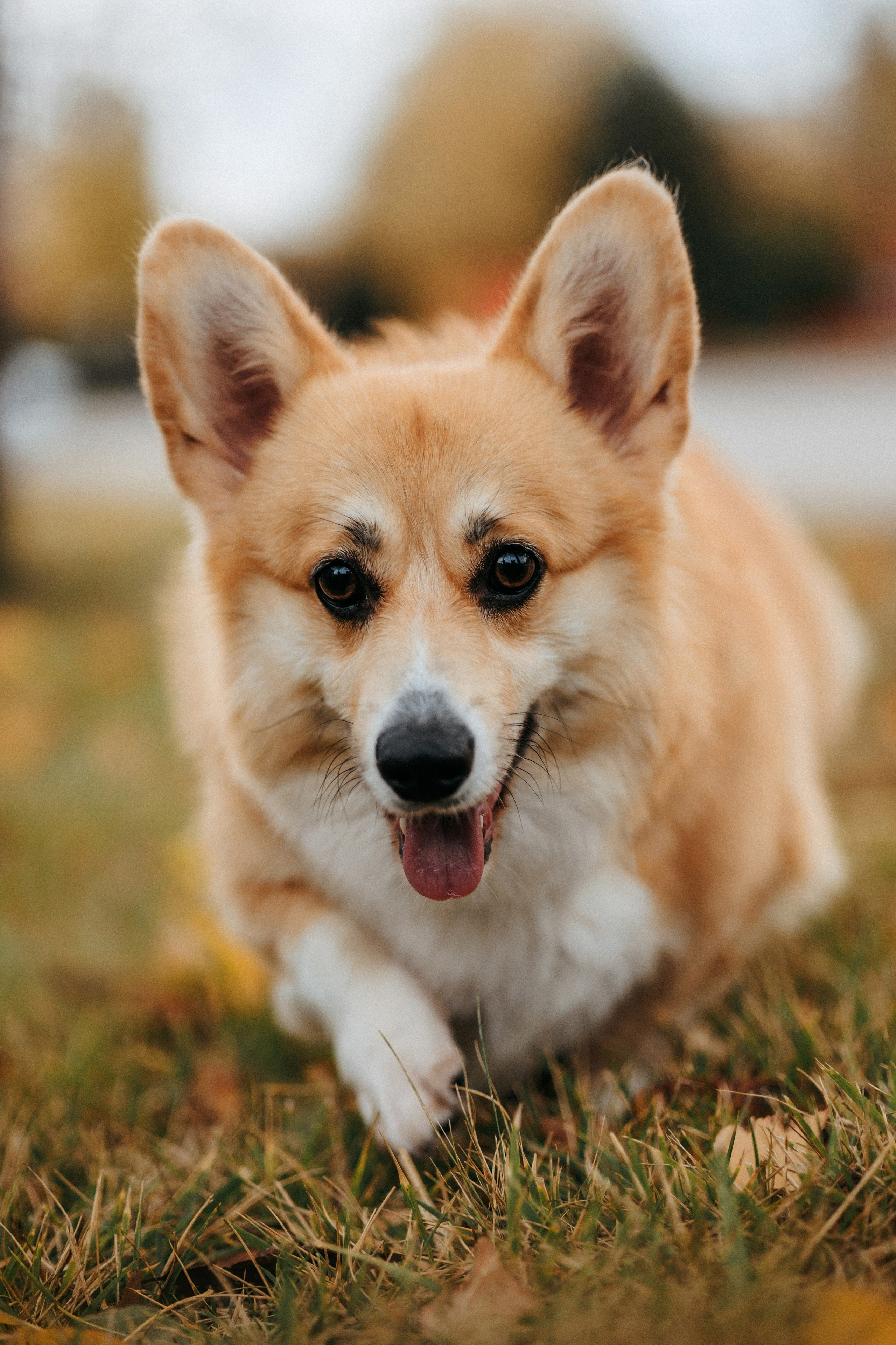 Вера, Саша и Муна. Фотограф-анималист Елена Радченко, Москва