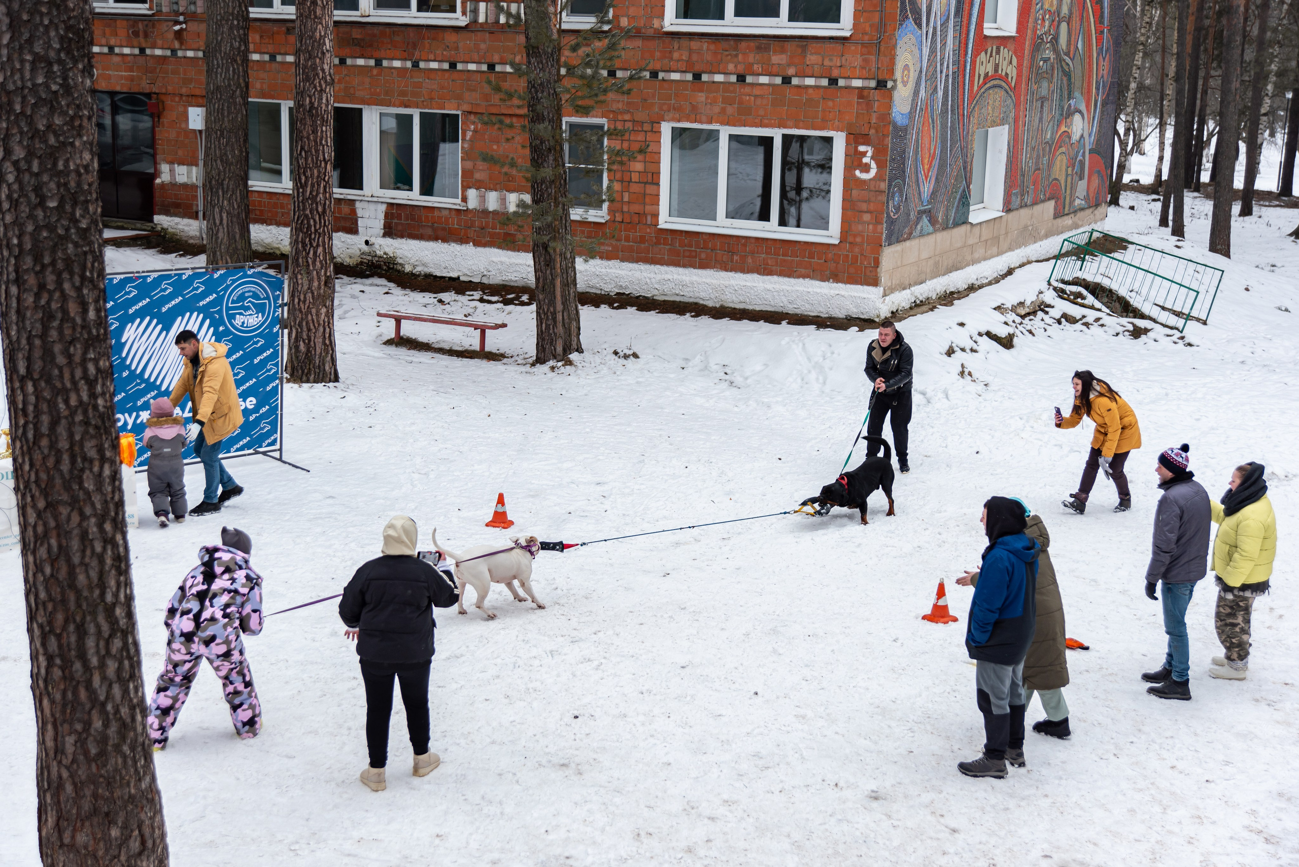 Фотосъёмка с собаками в Кинологическом лагере. Фотограф Макс Огурцов в Нижнем Новгороде