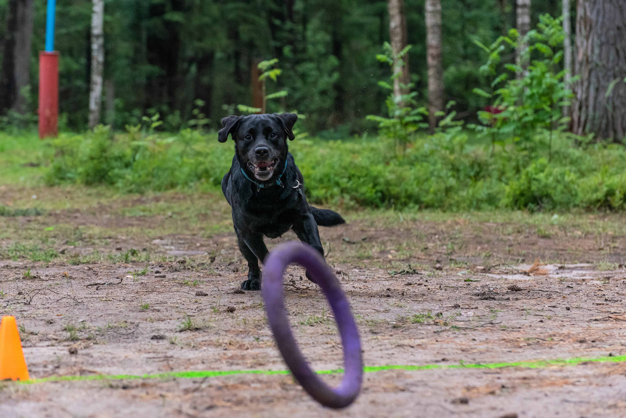 Хвостатые каникулы Детский кинологический лагерь. Фотограф Макс Огурцов в Нижнем Новгороде