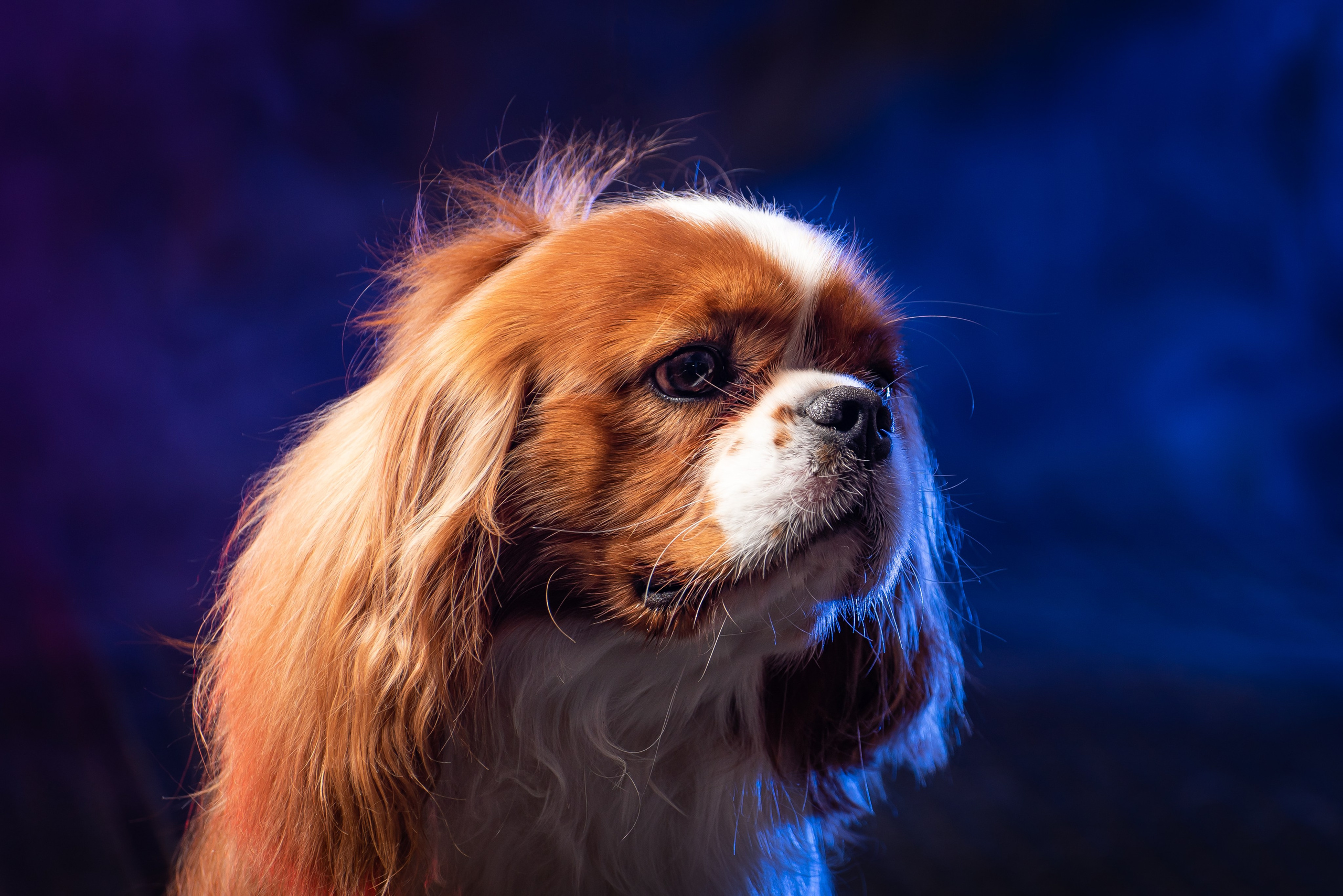 Съёмка собак. Фотограф Макс Огурцов в Нижнем Новгороде