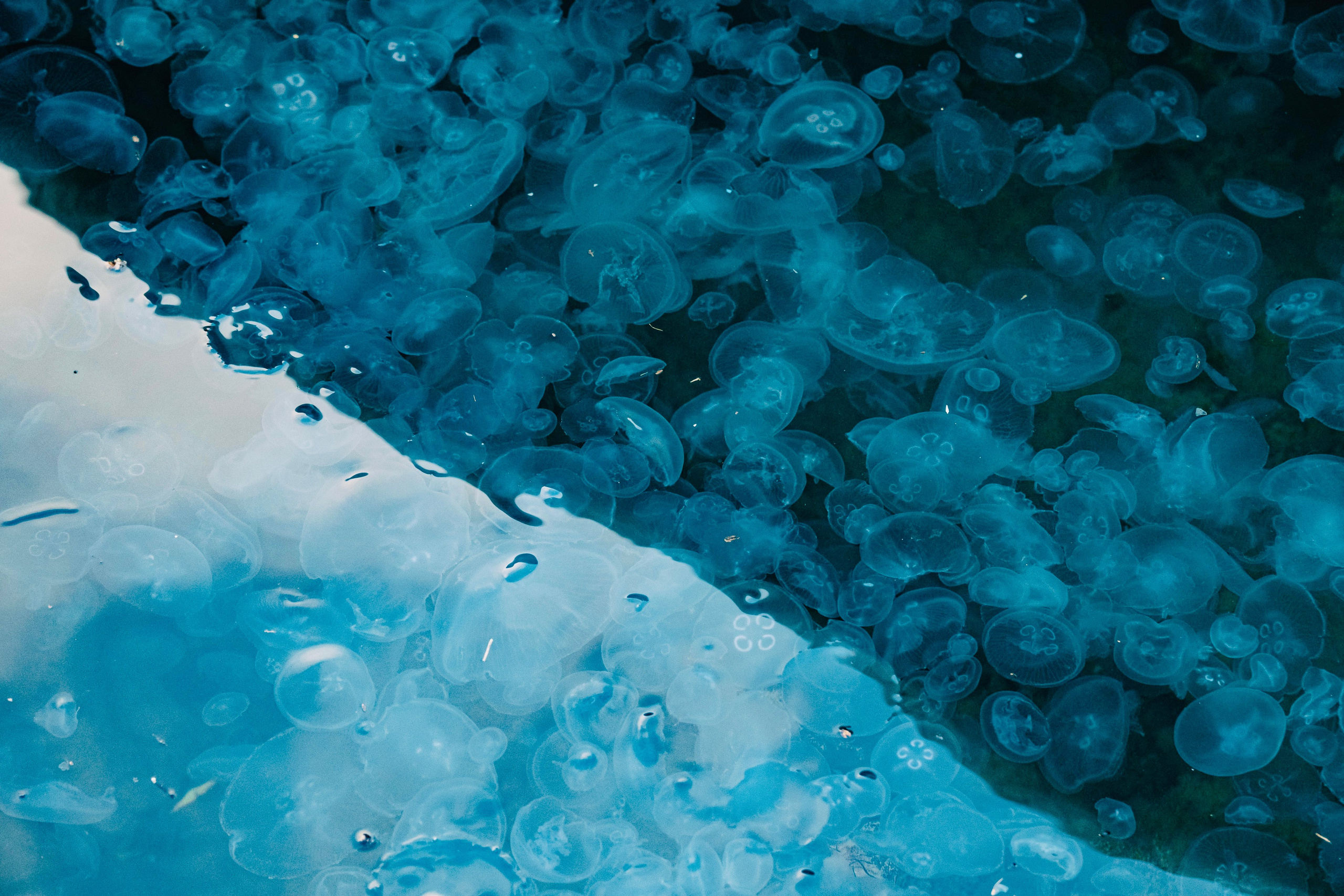 Фотограф в Крыму Алевтина Швец