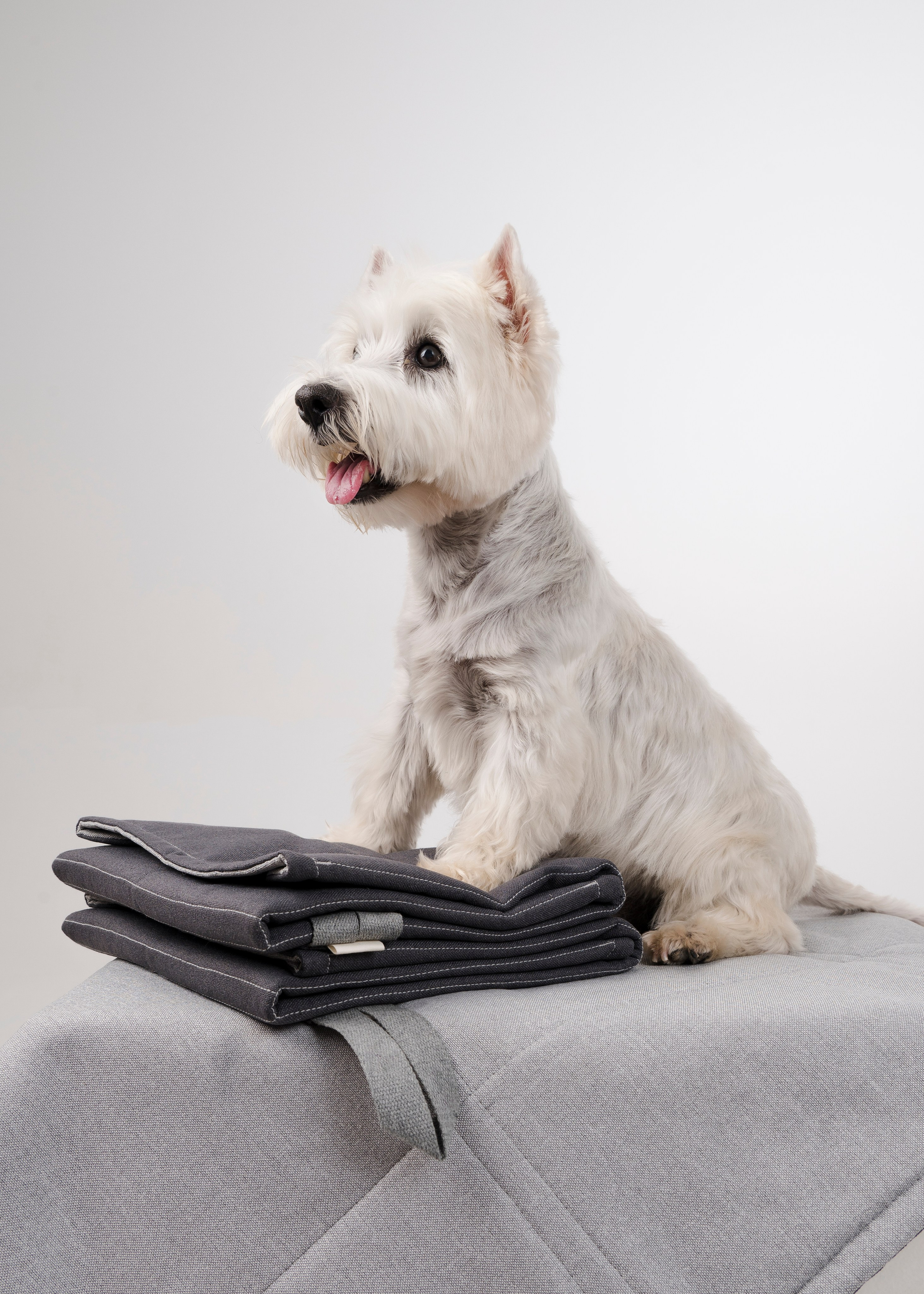 Bow-Wow. Фотограф- анималист Александра Матвеева