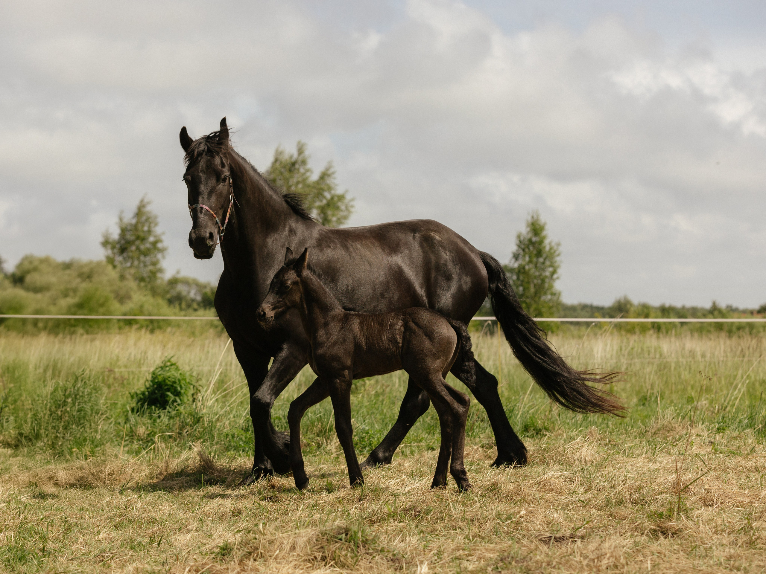 В гостях у Фризов. Конный фотограф в Калининграде Елена Курбатова