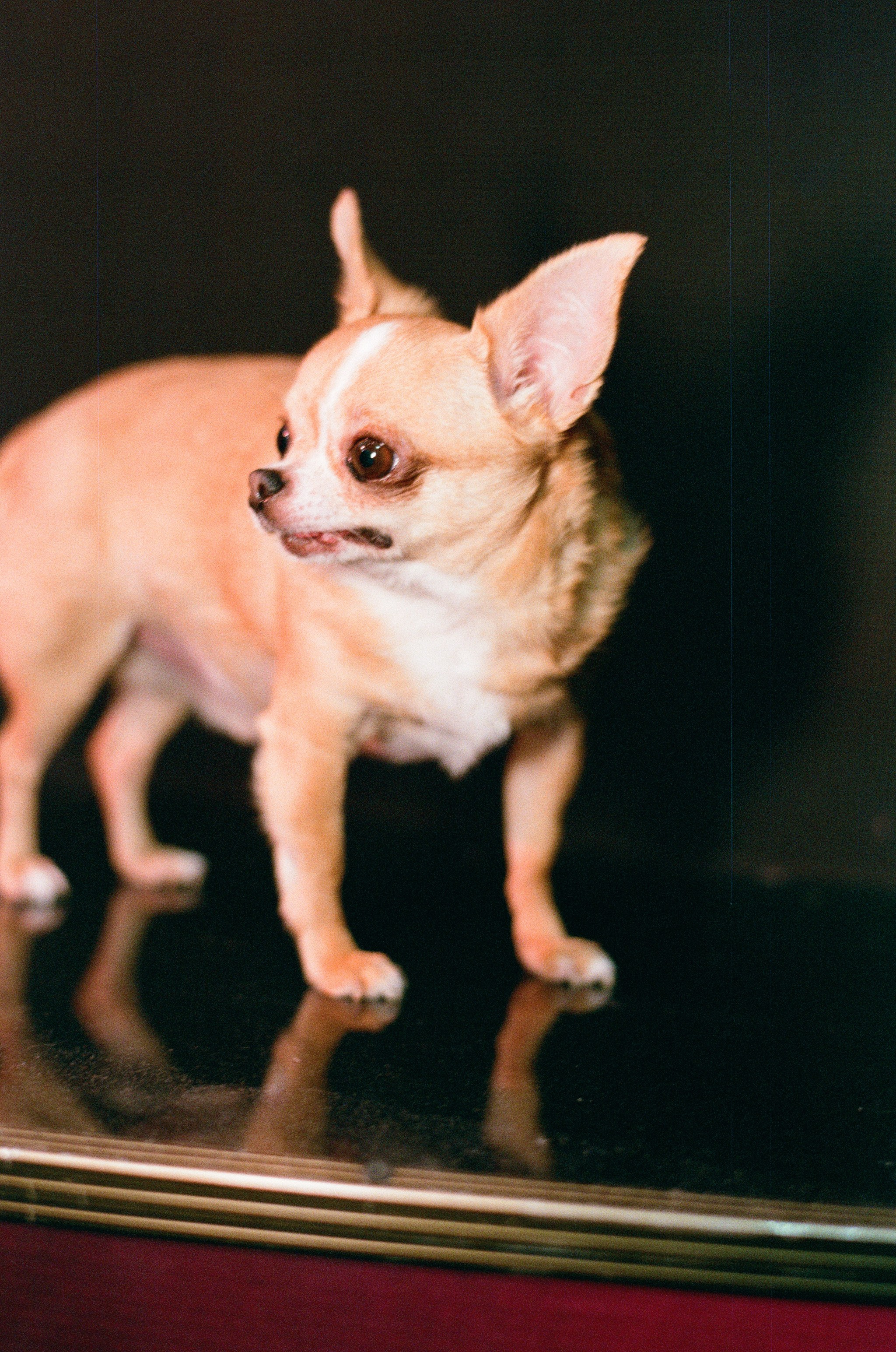 КиВиН-2024. #спецкорНвер