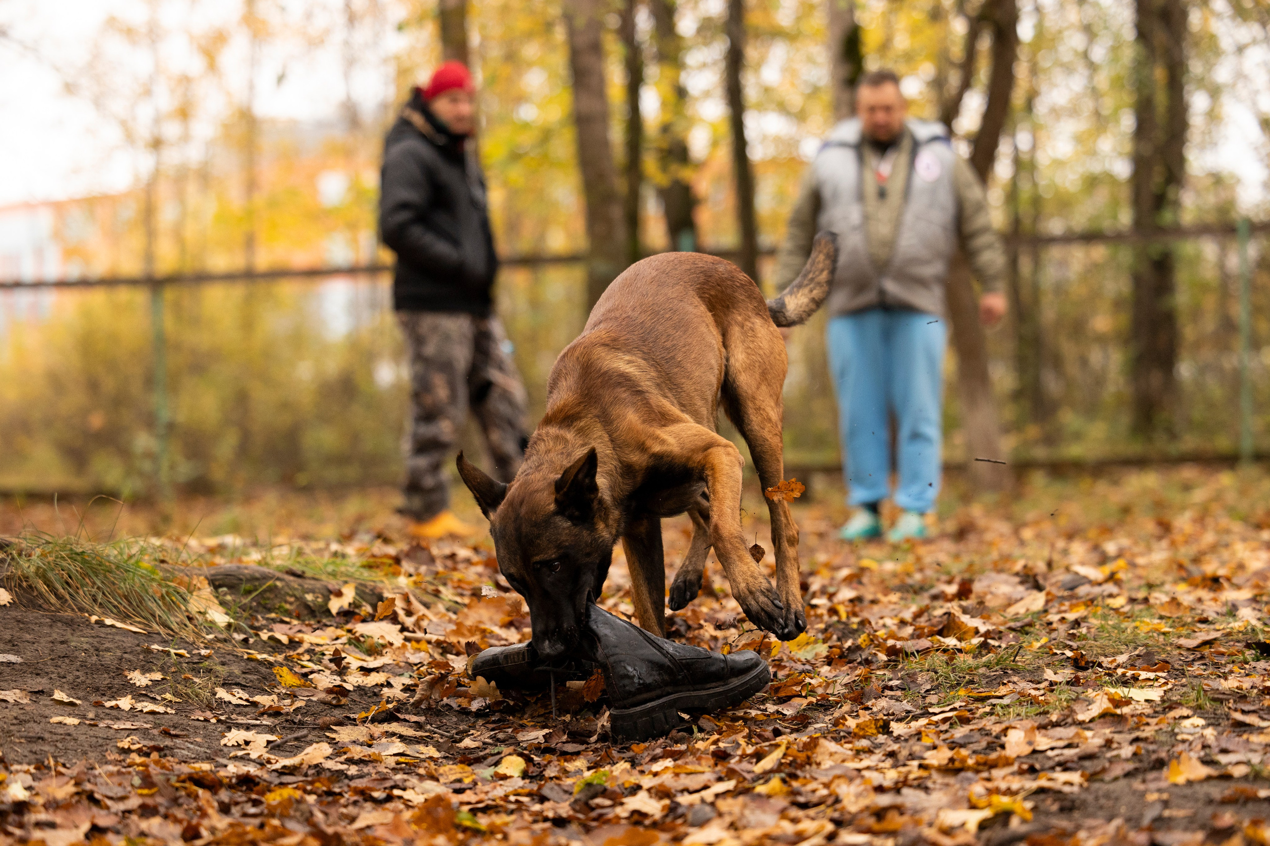 Соревнования по Мондьорингу г. Вологда. Фотограф-анималист Анна Маринич