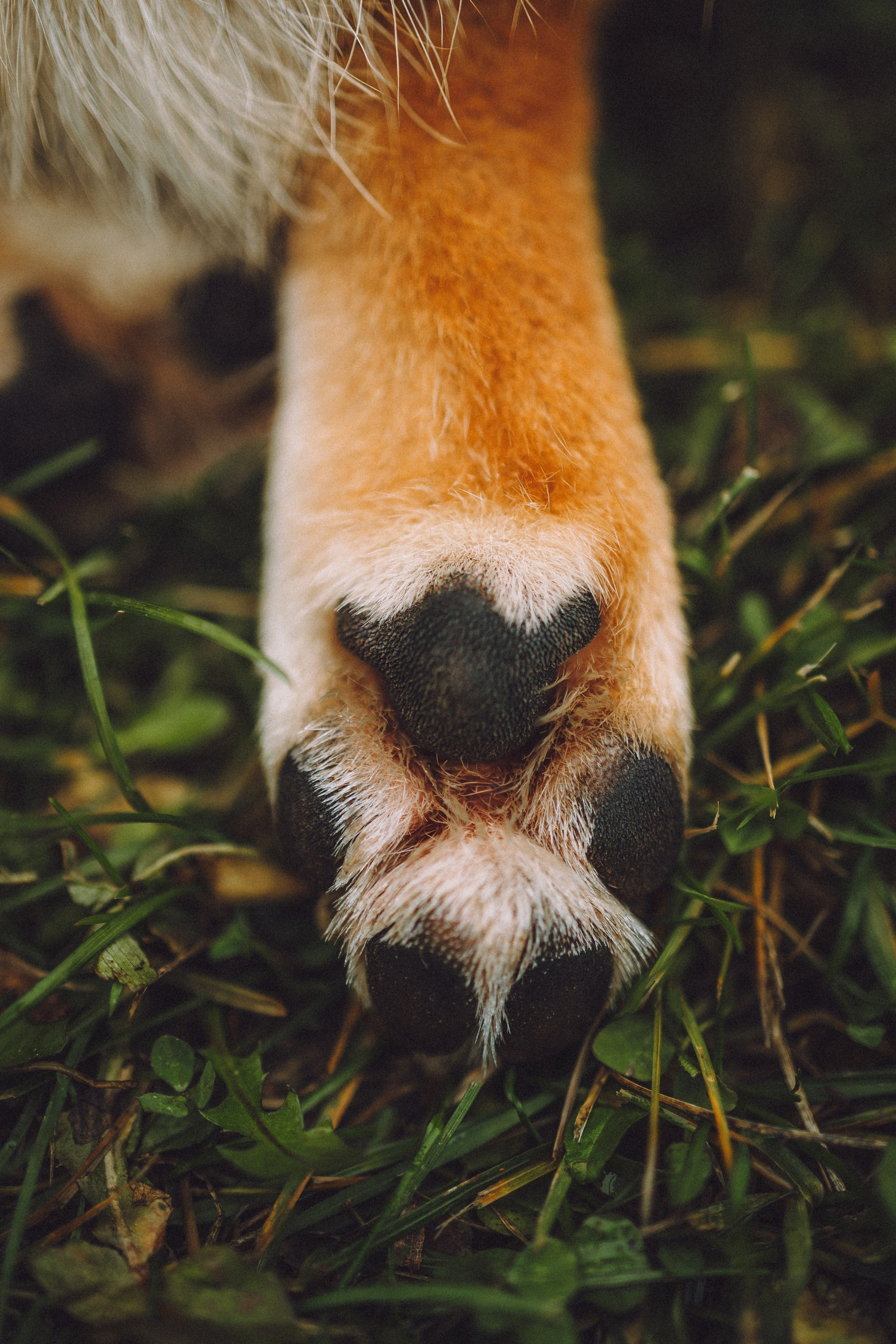 Настя, Юра и Скай