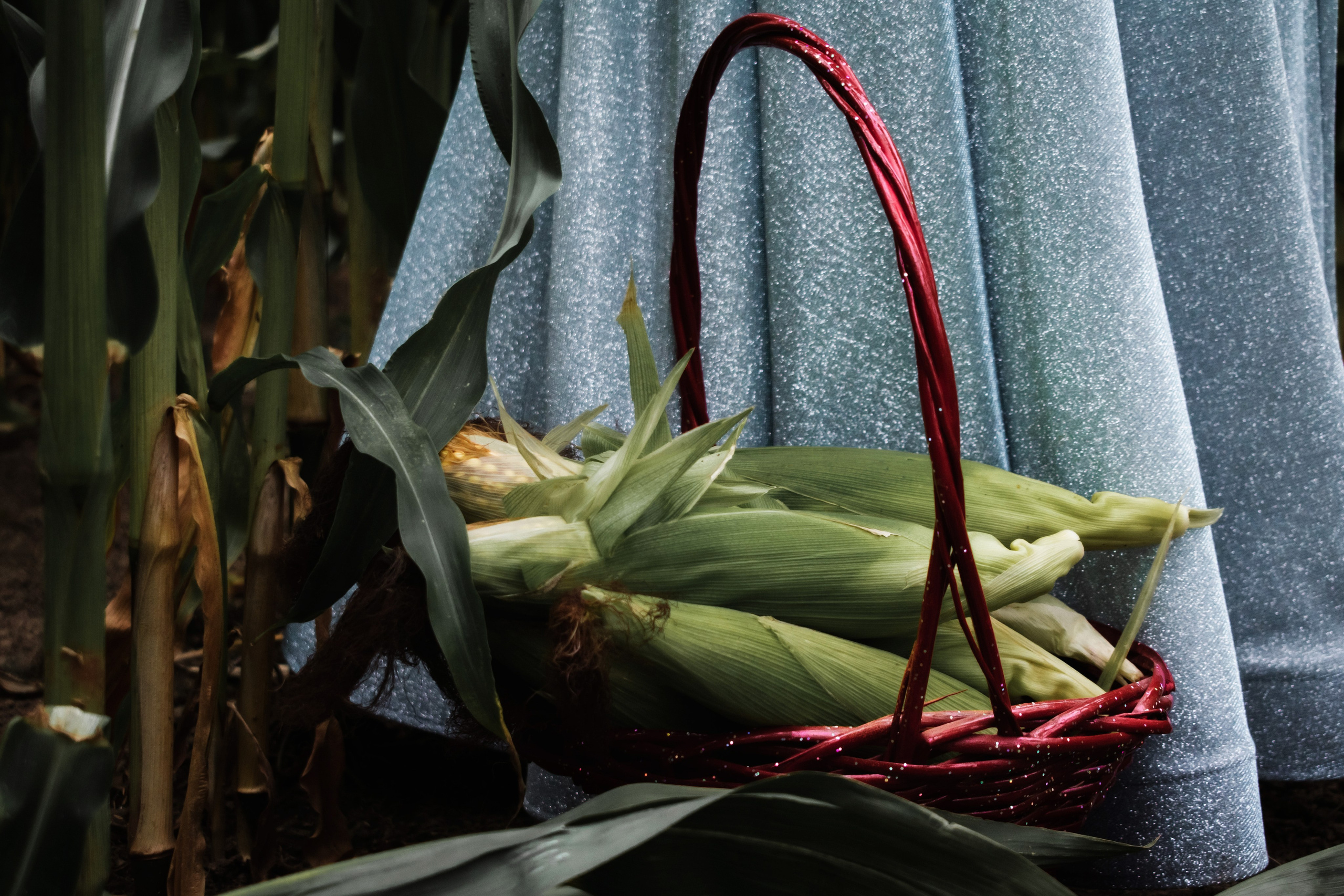 Кукурузный эльф. Детский и семейный фотограф в Волоколамске Ирина Шарова