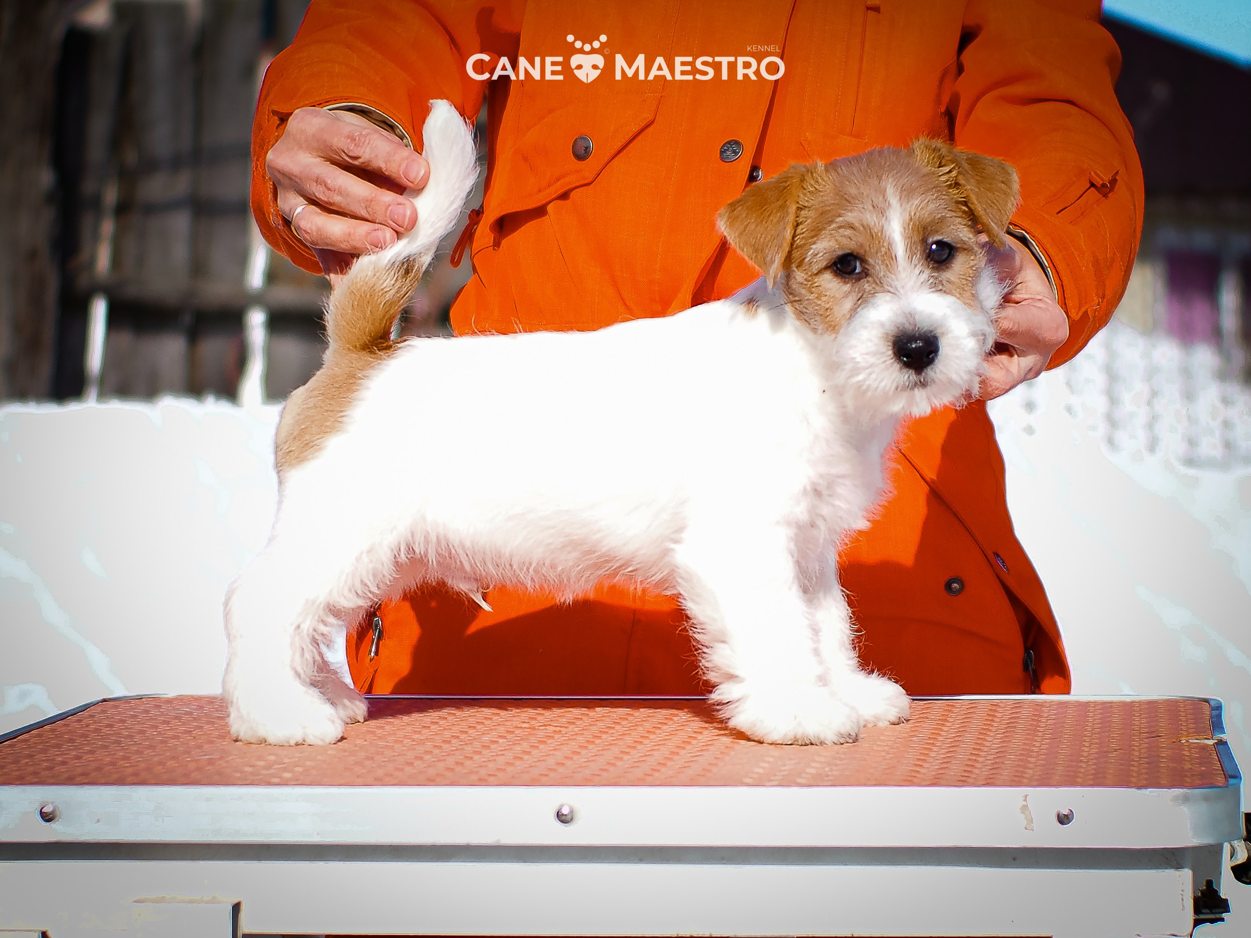 КОБ_2_Б_21_01_25. CANE MAESTRO — kennel Jack Russell Terrier