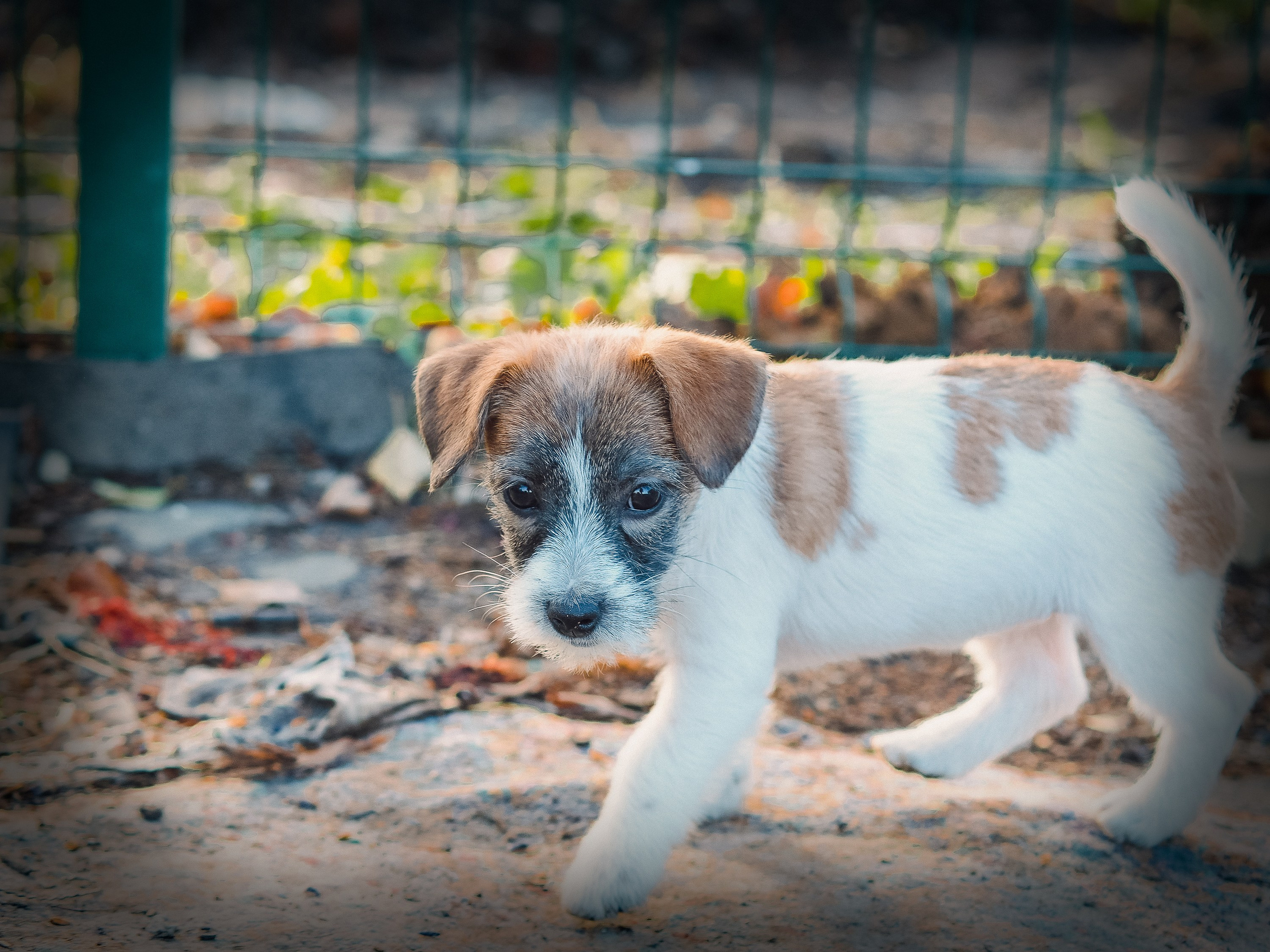 X_female_2_b-t. CANE MAESTRO — kennel Jack Russell Terrier