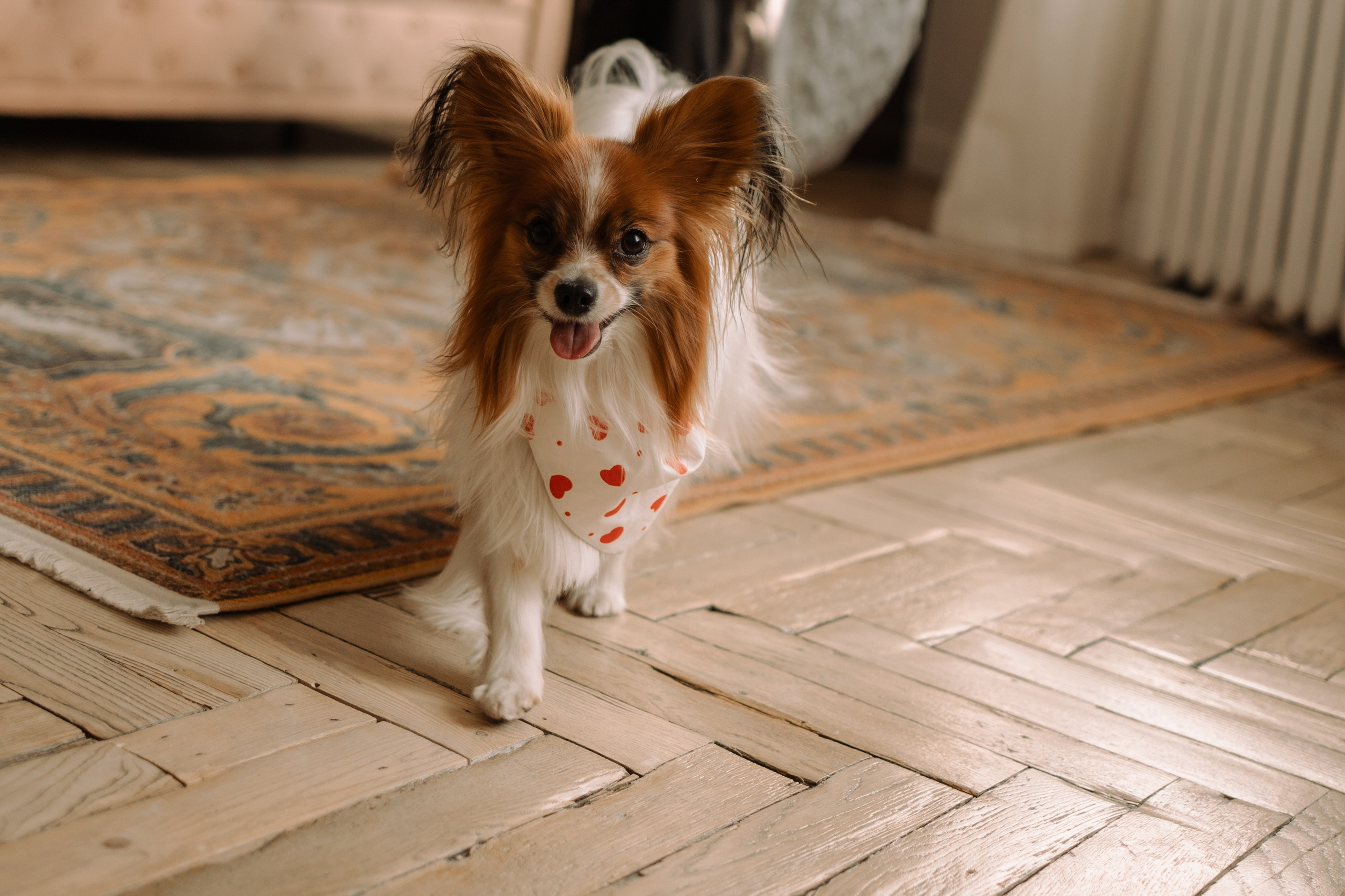 Женя и Брю. Фотограф — Анималист | Санкт-Петербург