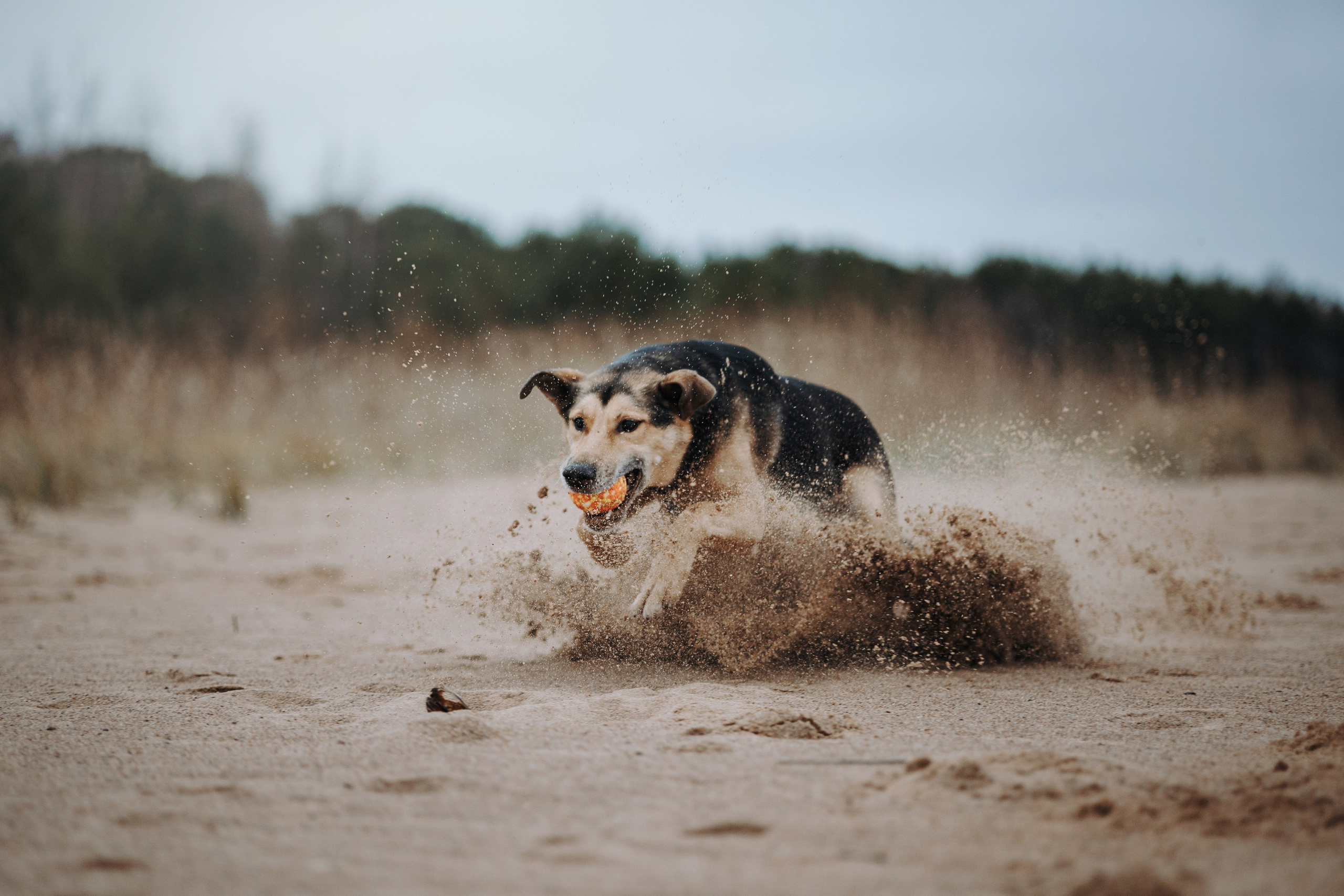 Наталья и Того. Фотограф — Анималист | Санкт-Петербург