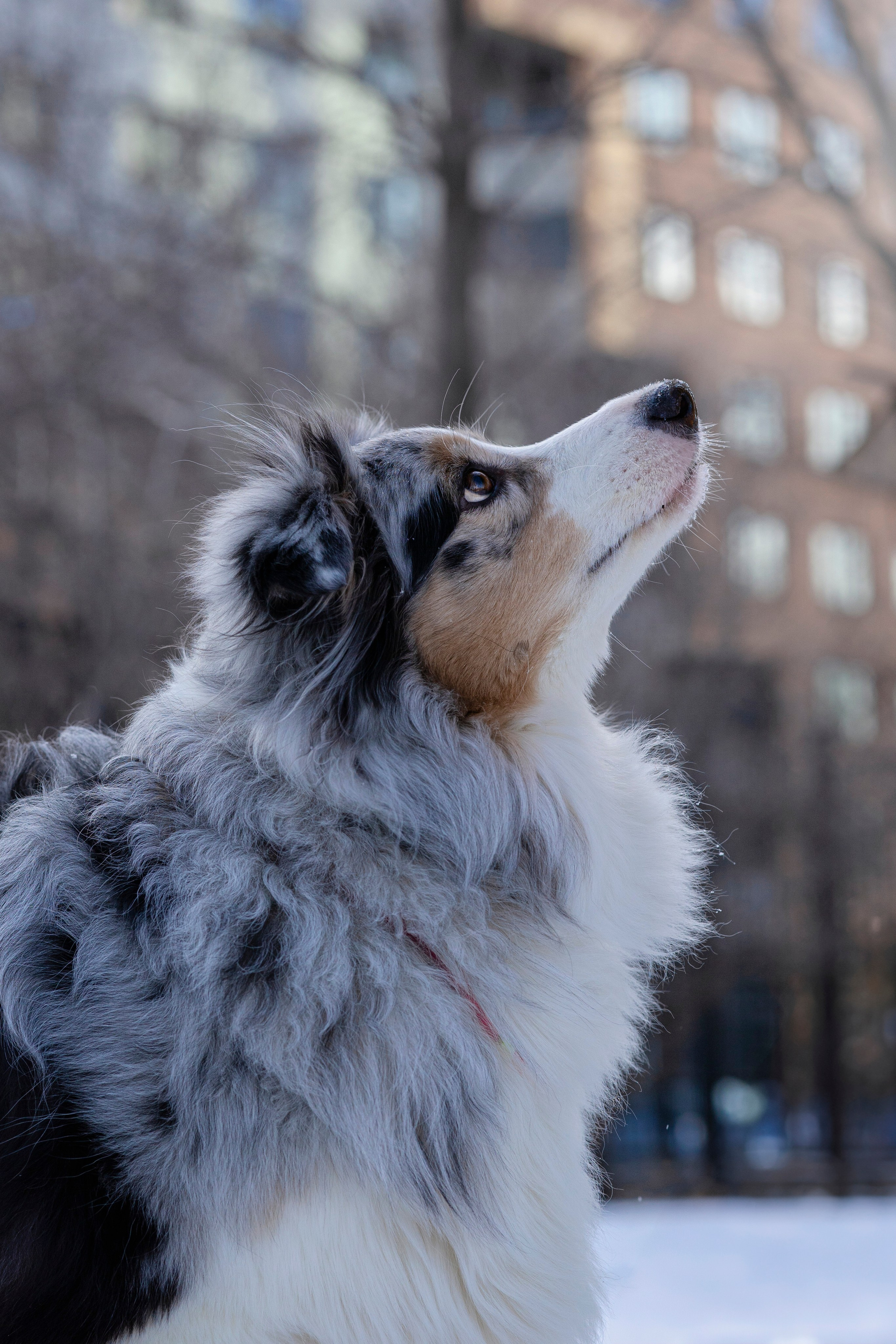 Съемка с собакой. Анастасия Белаш