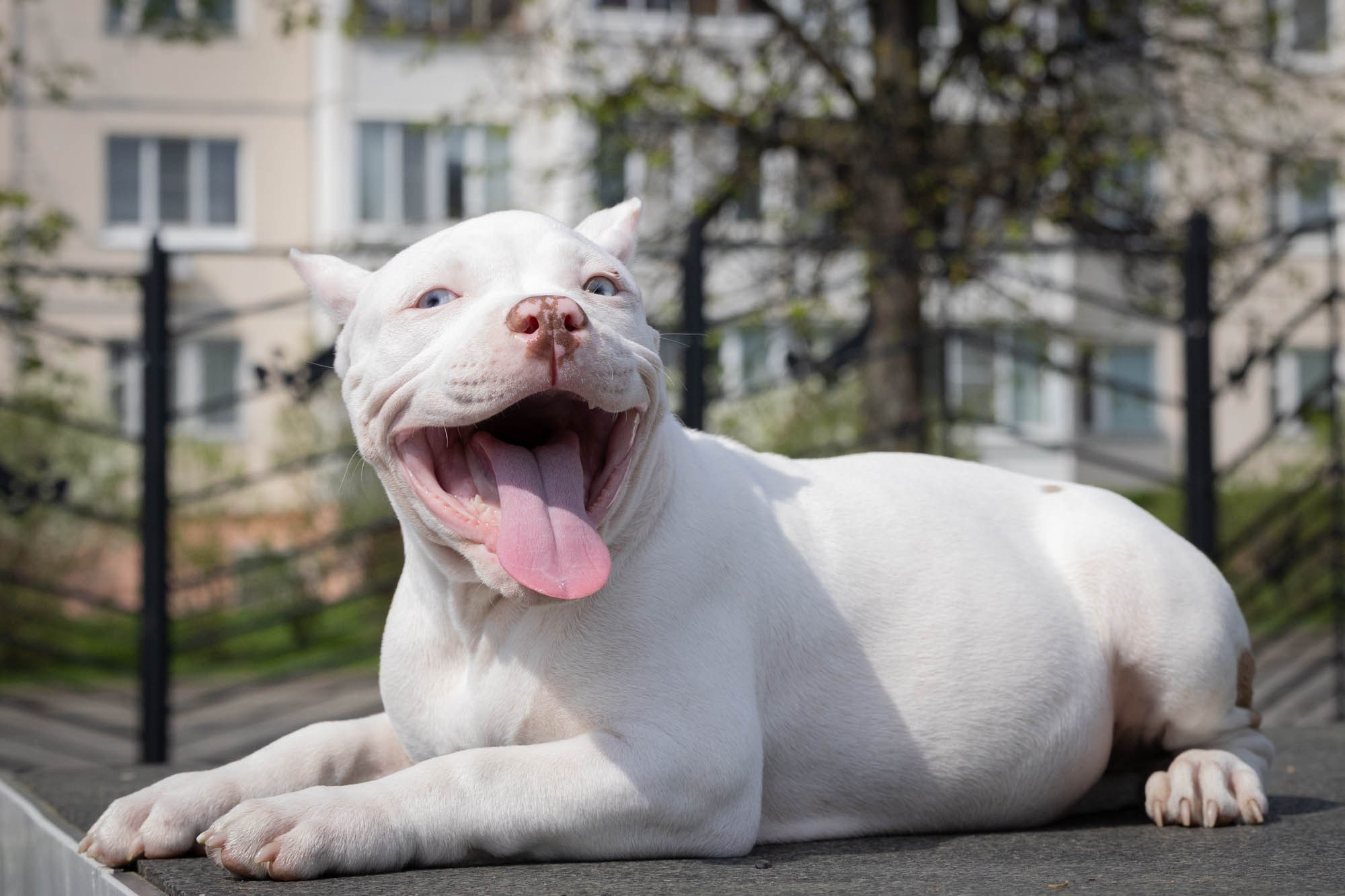 Щенки. Виктория Михайловская. Фотограф-анималист. Москва