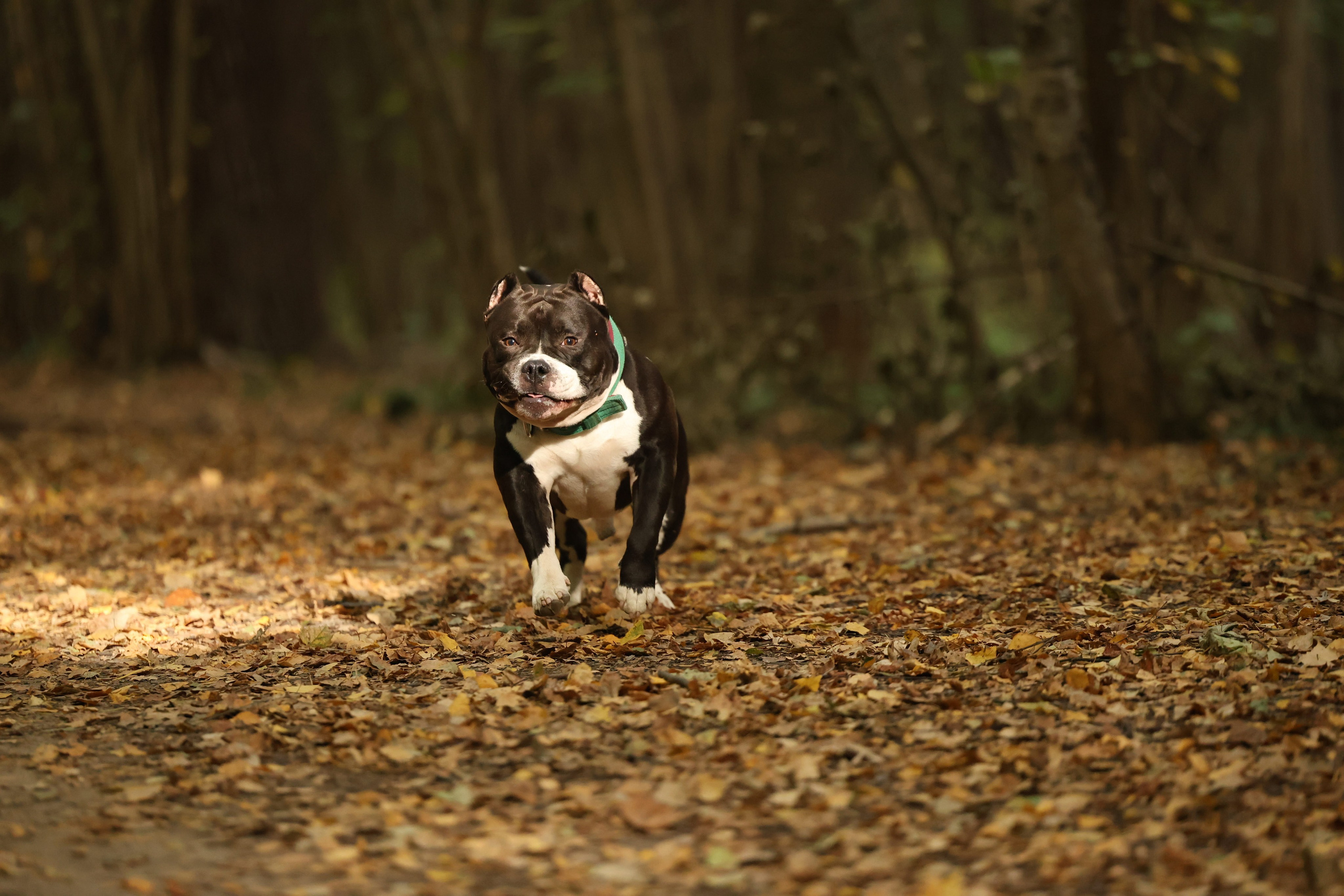 Бумер. Виктория Михайловская. Фотограф-анималист. Москва
