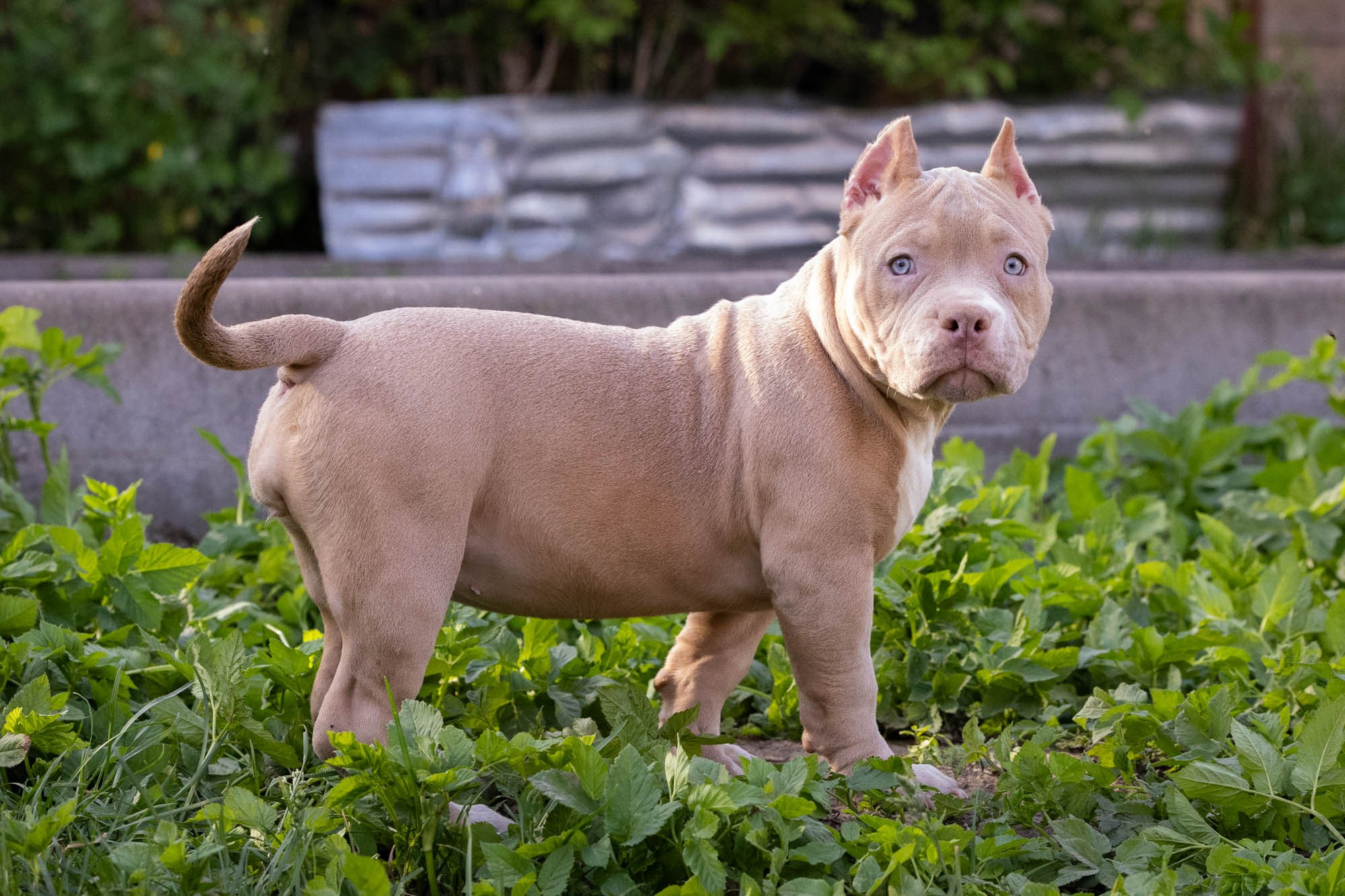 Щенки Тэя. Виктория Михайловская. Фотограф-анималист. Москва