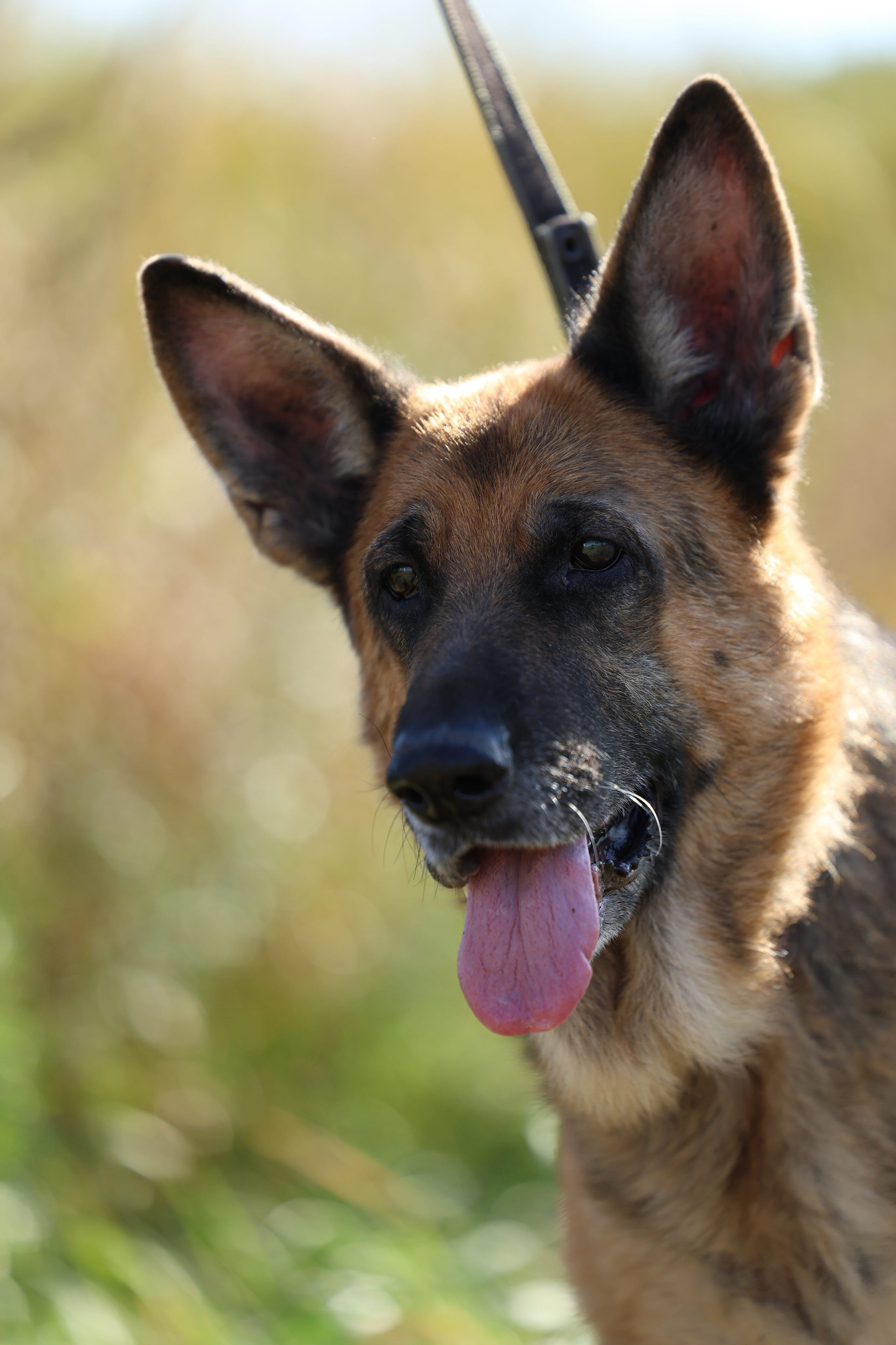 Приют. Виктория Михайловская. Фотограф-анималист. Москва