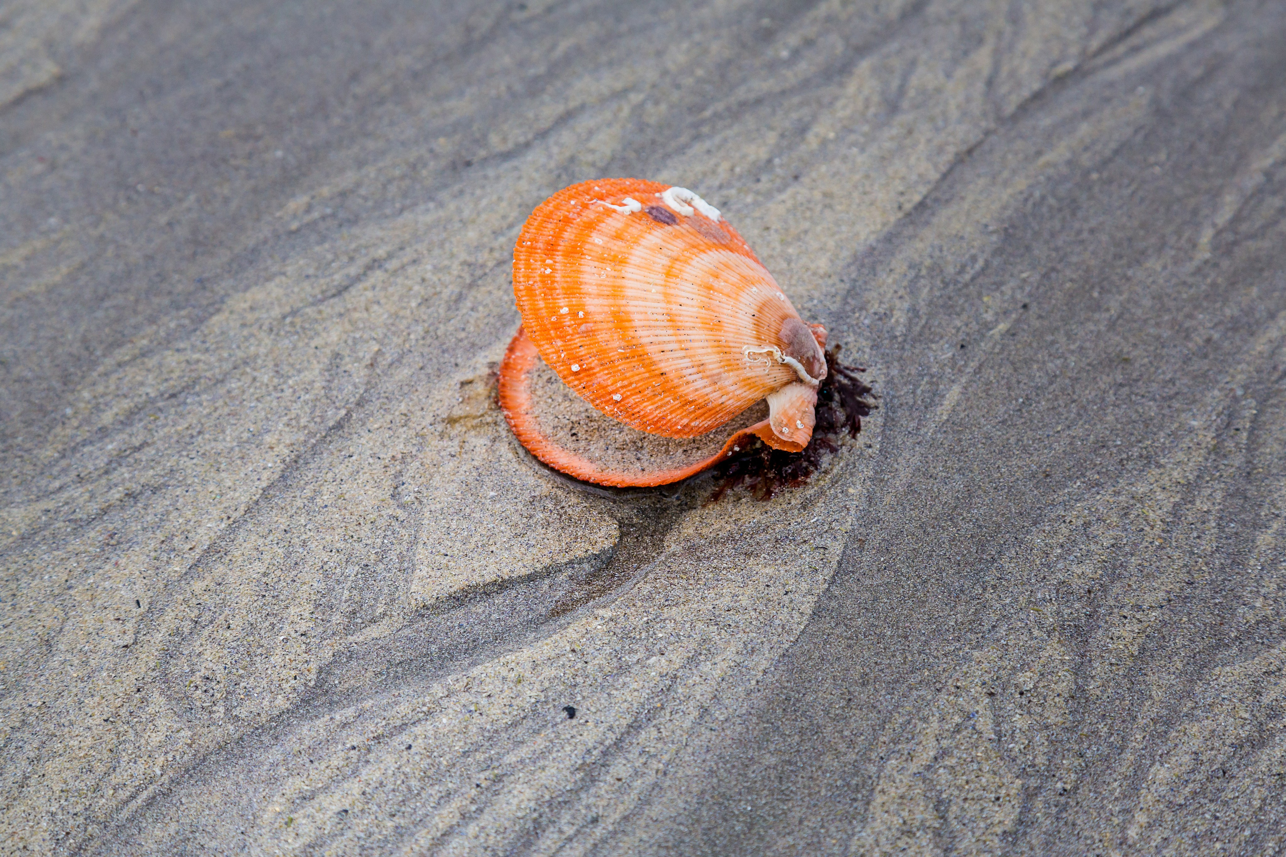 Баренцево море. Пейзажи Крайнего Севера. Баренцево море, Рыбачий, Средний, Немецкий