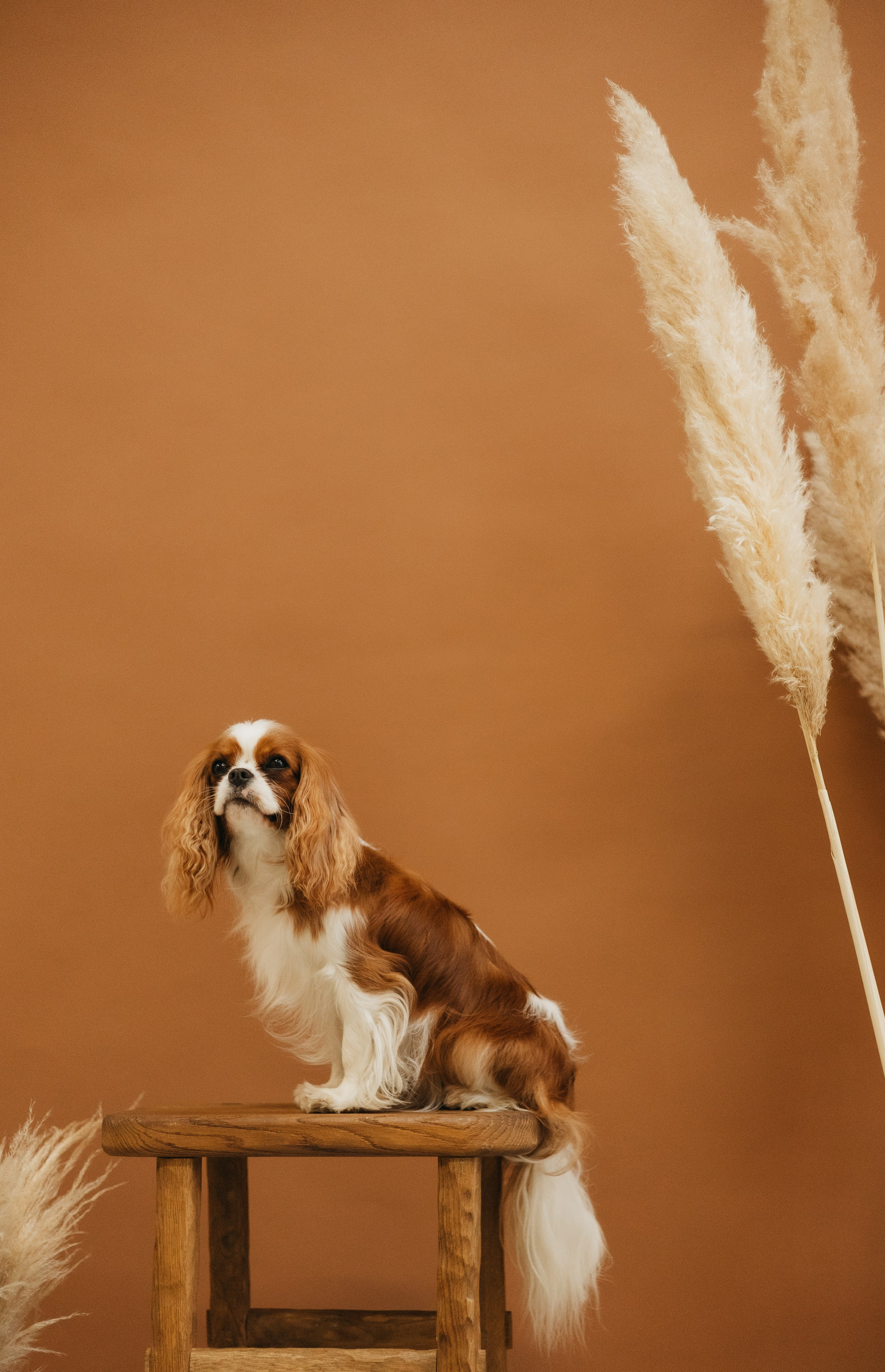 Катя и компания. Фотограф животных Евгения Верцинская