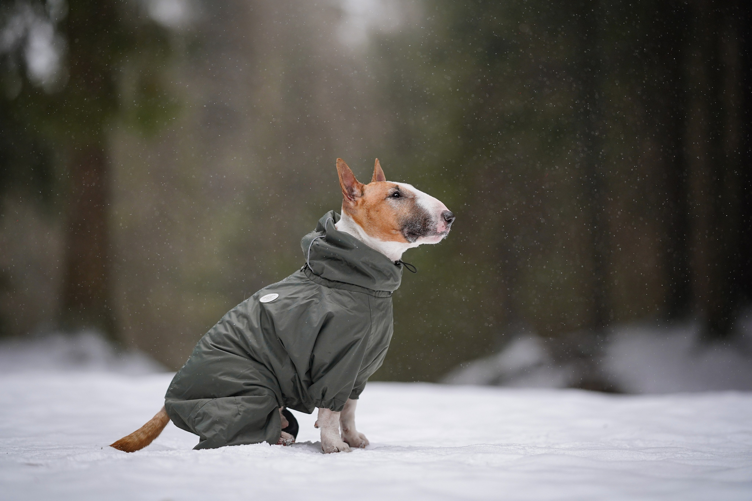 Юни и Панда. Фотограф-анималист в Санкт-Петербурге Яна Мартынова