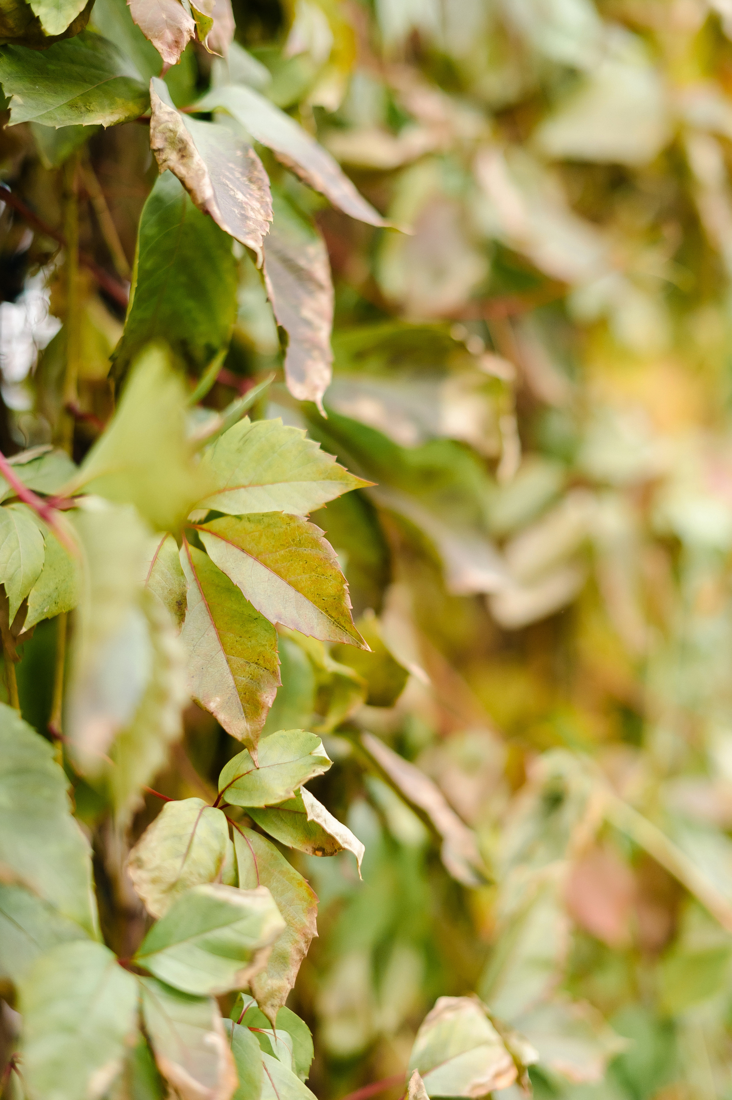 Прогулочная фотосессия. Свадебный и семейный фотограф в Чебоксарах Ирина Левнер