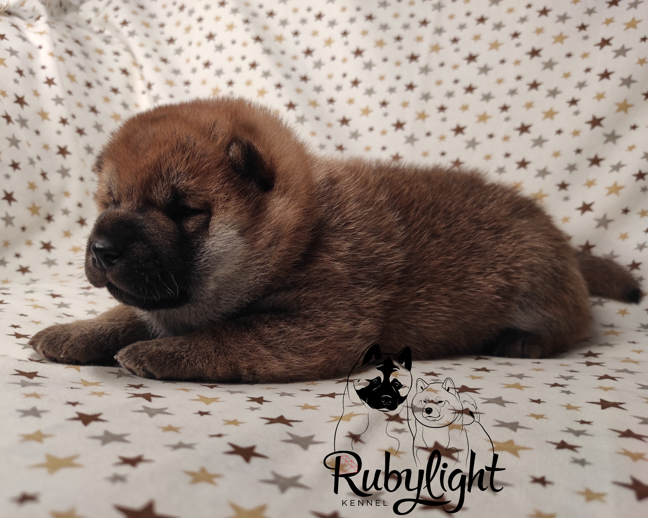 Щенки сиба-ину, шиба, Отец: Тор * Exceligmos Victor Мать: TRIUMF SIBIRI AKIKO CHIKAKO, Санкт-Петербург, RUBYLIGHT kennel