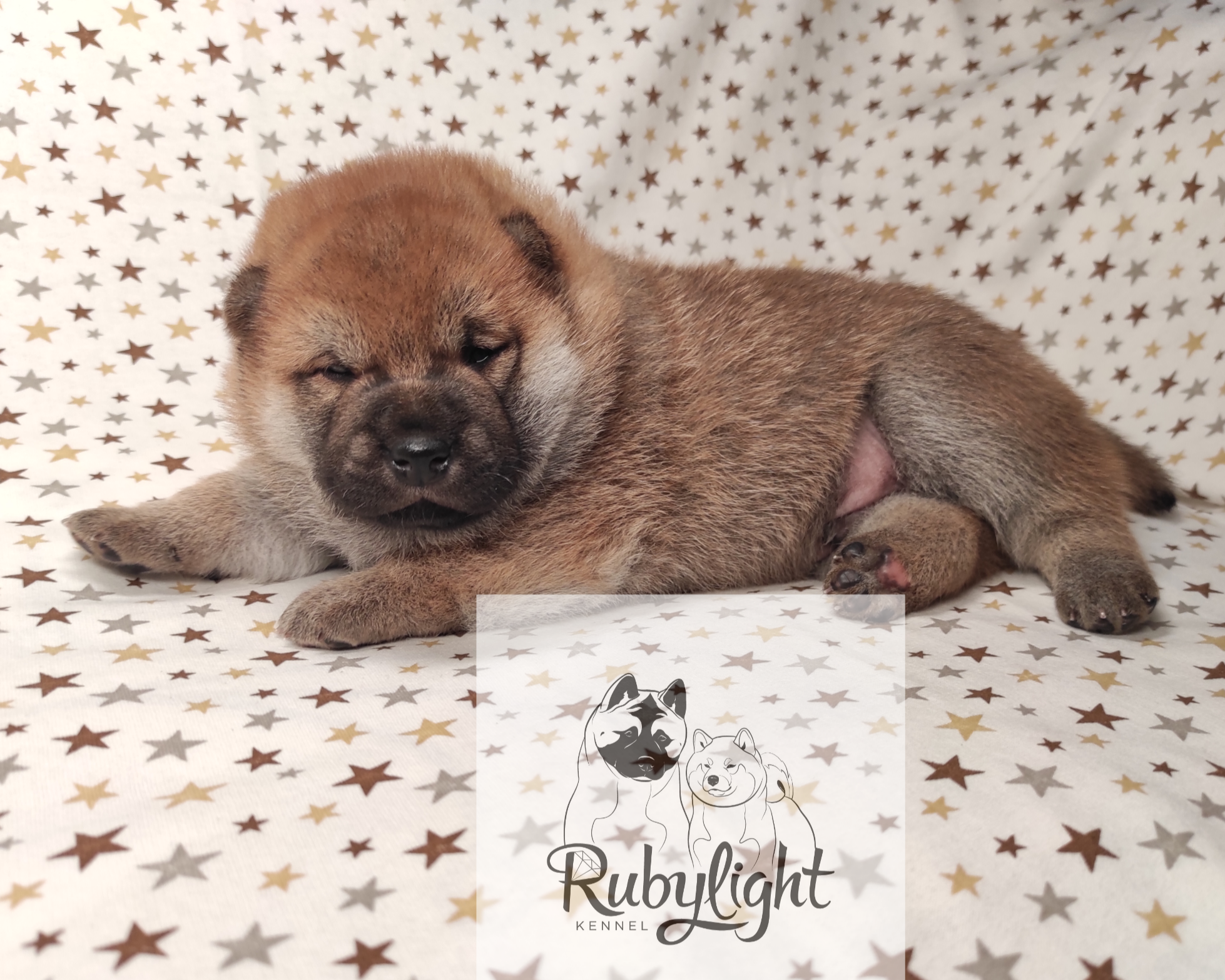 Щенки сиба-ину, шиба, Отец: Тор * Exceligmos Victor Мать: TRIUMF SIBIRI AKIKO CHIKAKO, Санкт-Петербург, RUBYLIGHT kennel