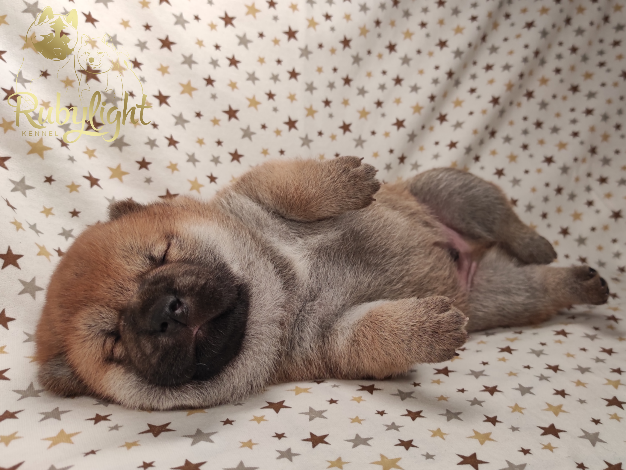 Щенки сиба-ину, шиба, Отец: Тор * Exceligmos Victor Мать: TRIUMF SIBIRI AKIKO CHIKAKO, Санкт-Петербург, RUBYLIGHT kennel