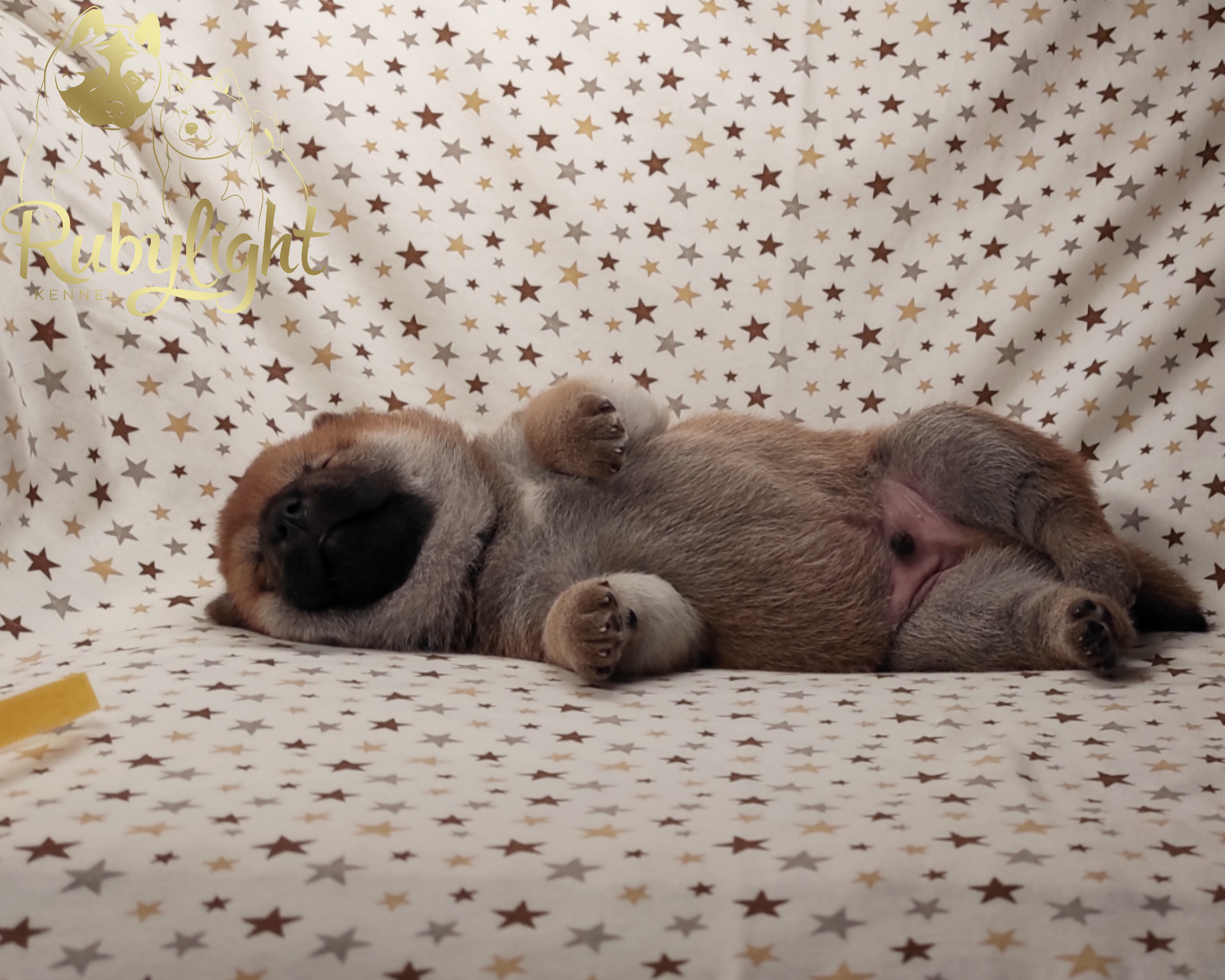 Щенки сиба-ину, шиба, Отец: Тор * Exceligmos Victor Мать: TRIUMF SIBIRI AKIKO CHIKAKO, Санкт-Петербург, RUBYLIGHT kennel