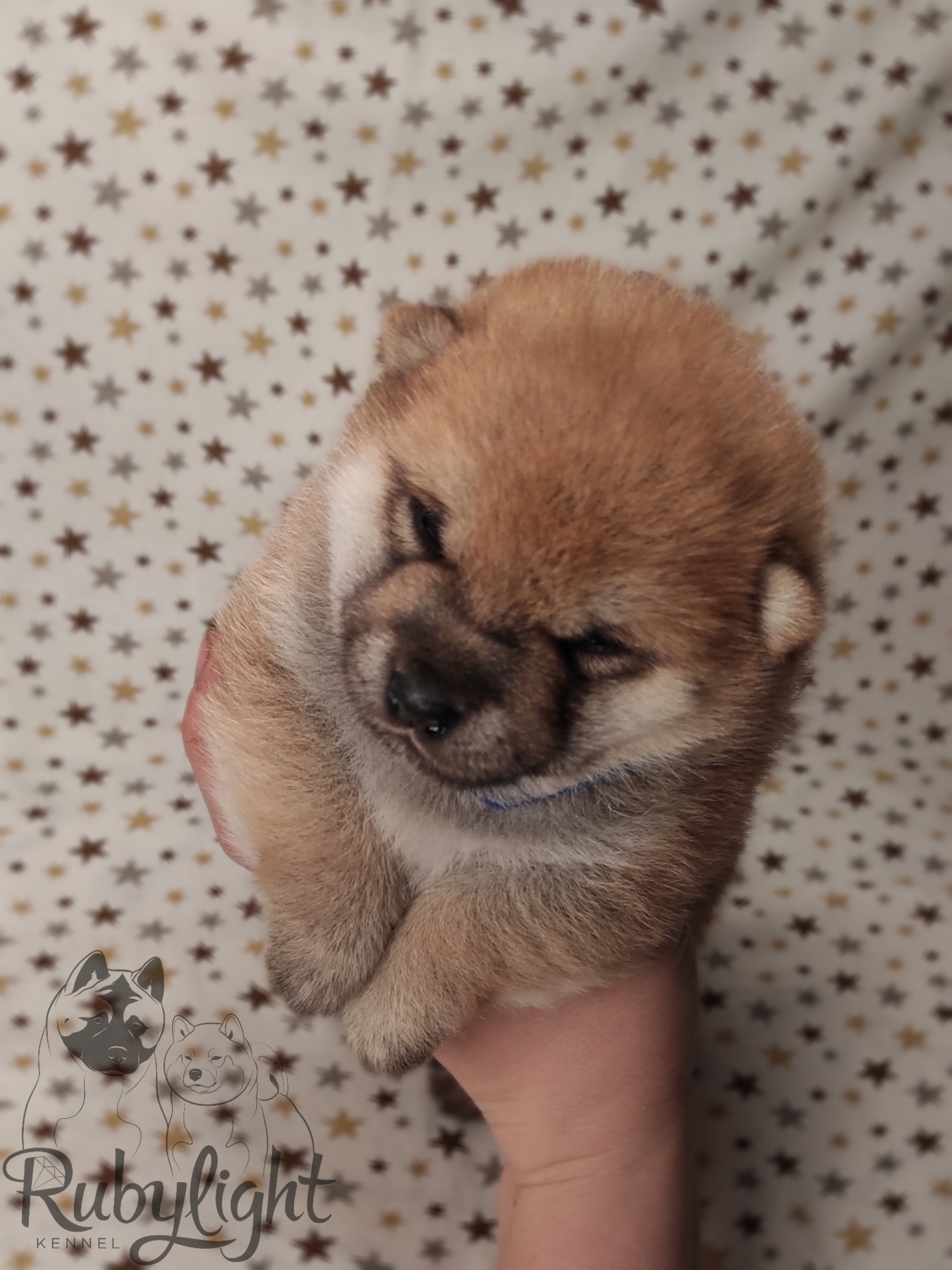 RUBYLIGHT Riki tiki tavi , дата рождения 23.10.2022 г.  Отец: Тор * Exceligmos Victor  Мать: Старки * TRIUMF SIBIRI AKIKO CHIKAKO