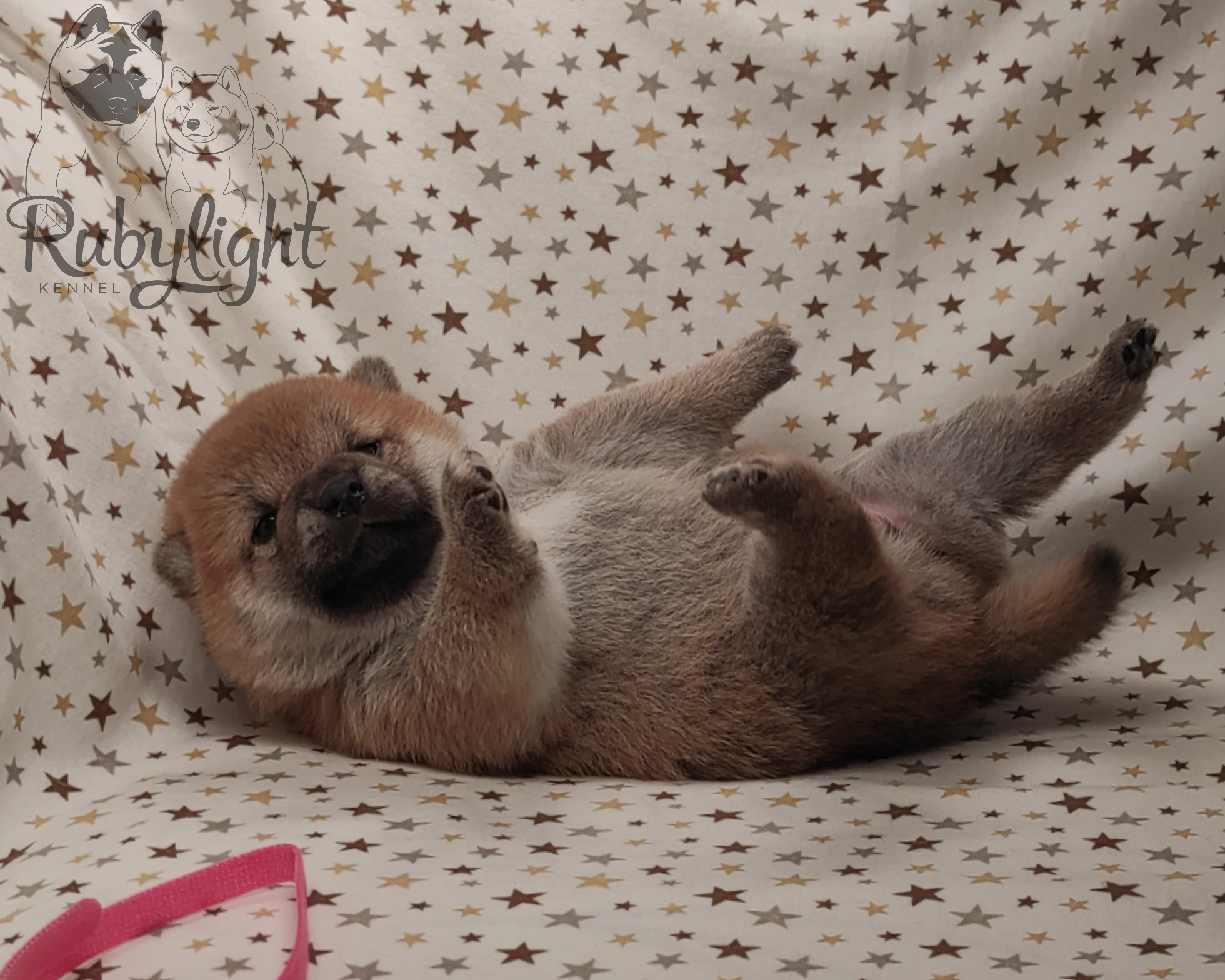 RUBYLIGHT Rika , дата рождения 23.10.2022 г.  Отец: Тор * Exceligmos Victor  Мать: Старки * TRIUMF SIBIRI AKIKO CHIKAKO