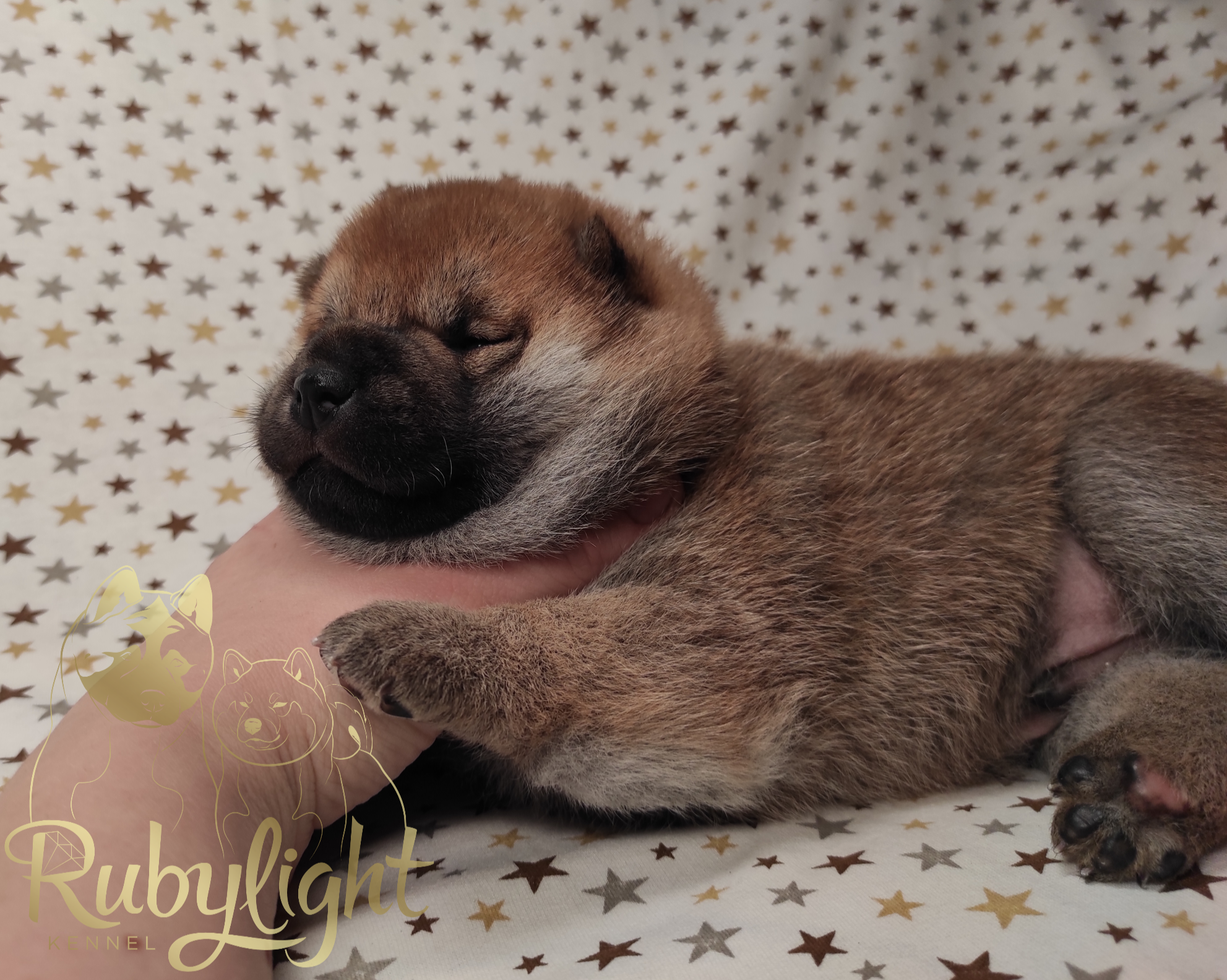 Щенки сиба-ину , шиба , Отец: Тор * Exceligmos Victor Мать: TRIUMF SIBIRI AKIKO CHIKAKO, Санкт-Петербург, RUBYLIGHT kennel