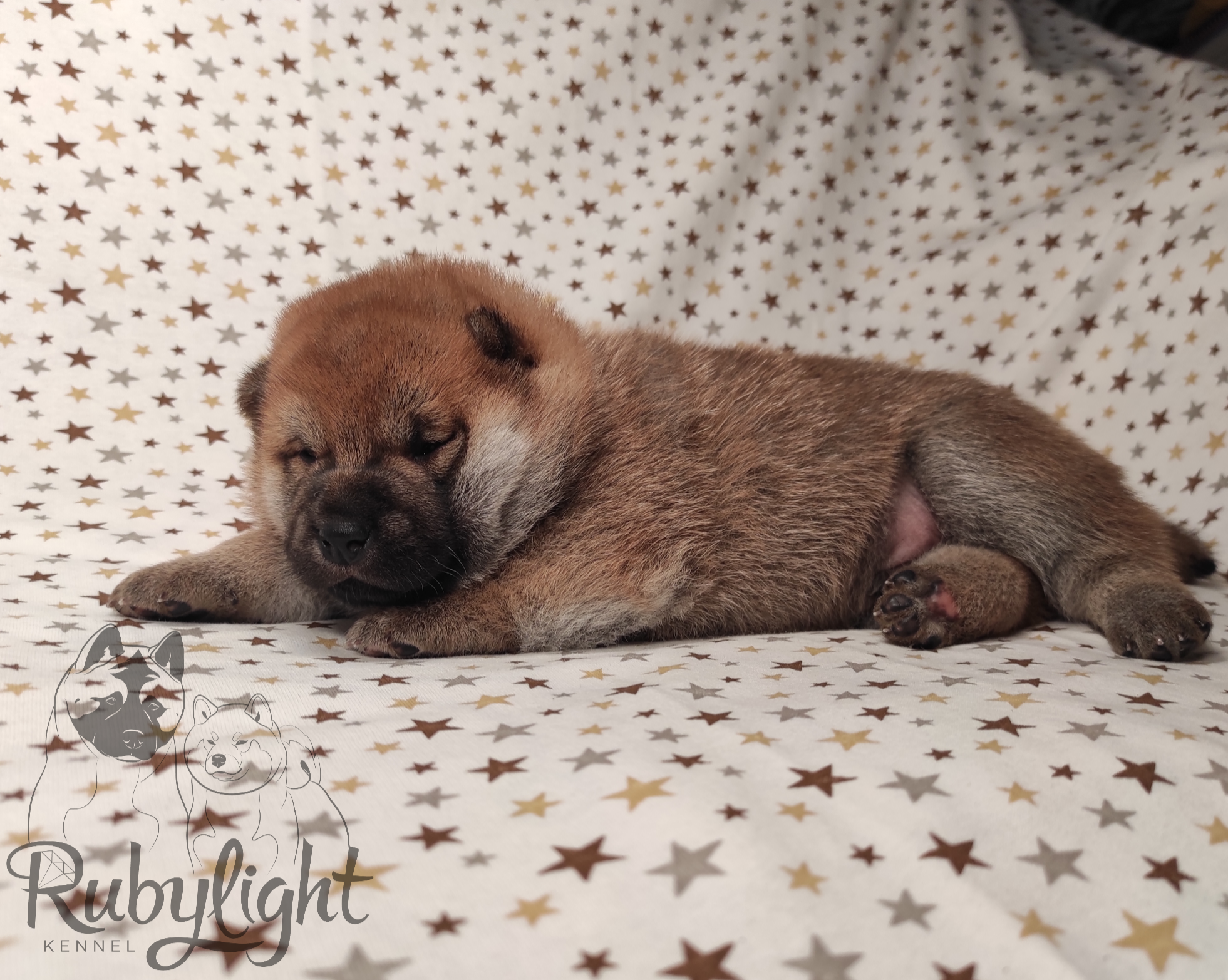 Щенки сиба-ину , шиба , Отец: Тор * Exceligmos Victor Мать: TRIUMF SIBIRI AKIKO CHIKAKO, Санкт-Петербург, RUBYLIGHT kennel