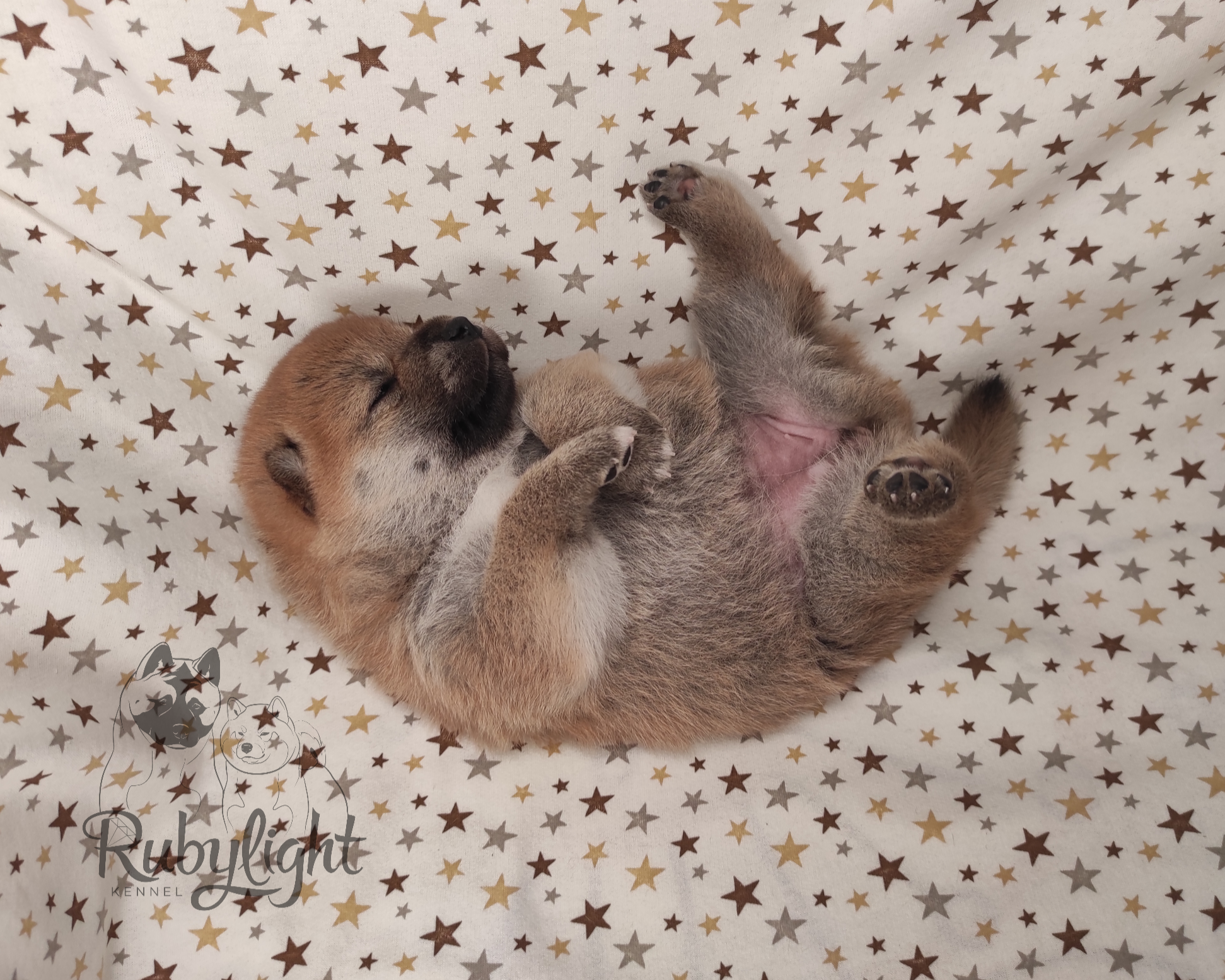 RUBYLIGHT Rika , дата рождения 23.10.2022 г.  Отец: Тор * Exceligmos Victor  Мать: Старки * TRIUMF SIBIRI AKIKO CHIKAKO