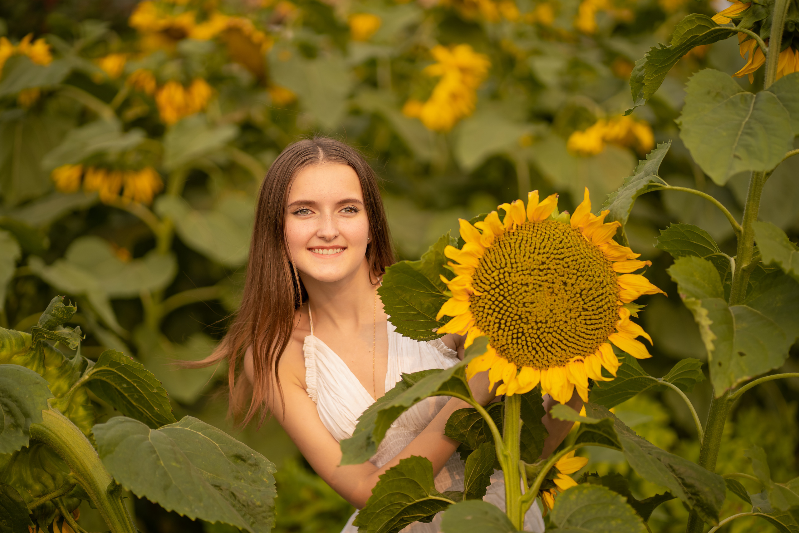 Подсолнухи. Фотограф Татьяна Митрофанова