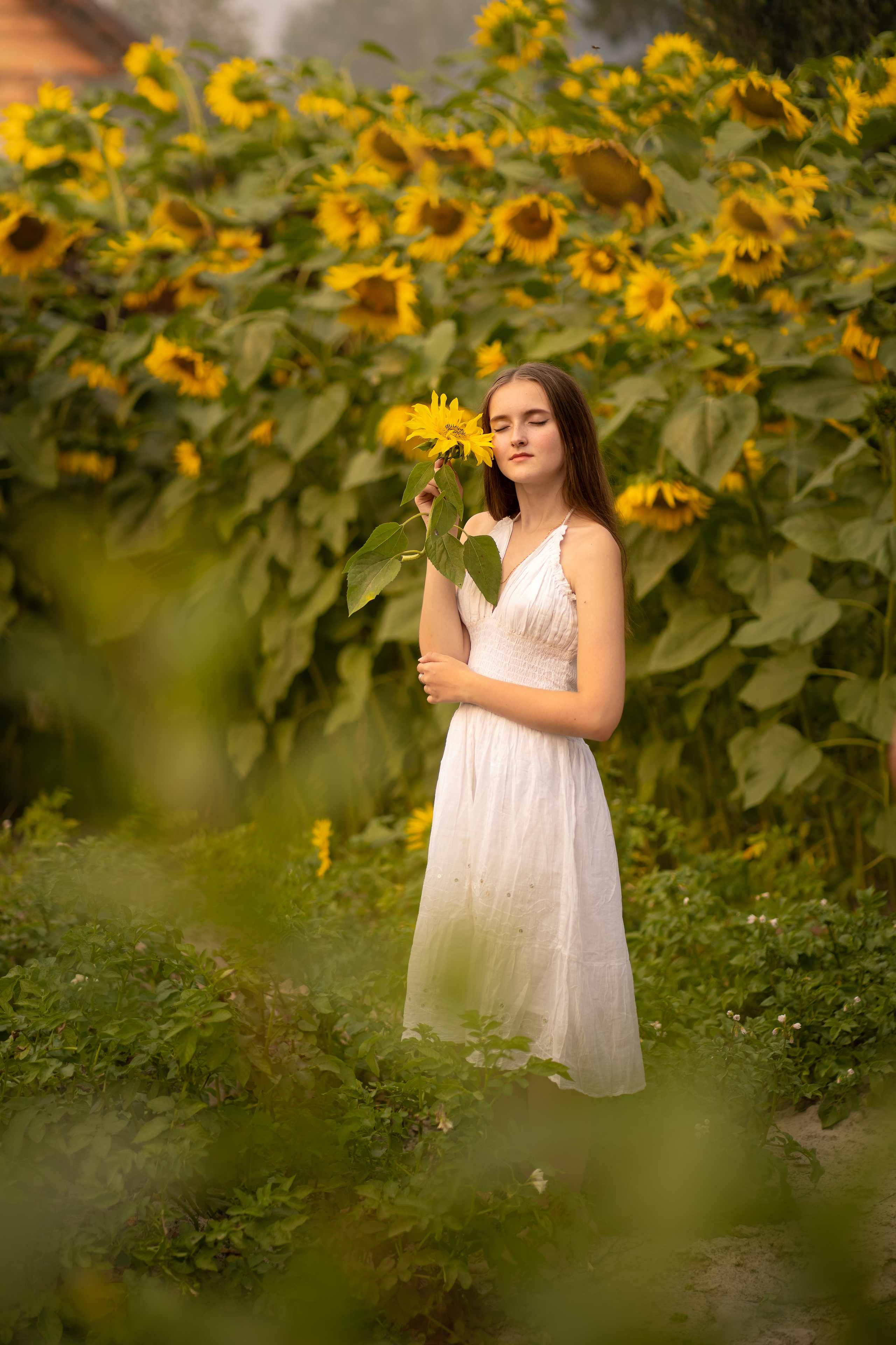 Подсолнухи. Фотограф Татьяна Митрофанова
