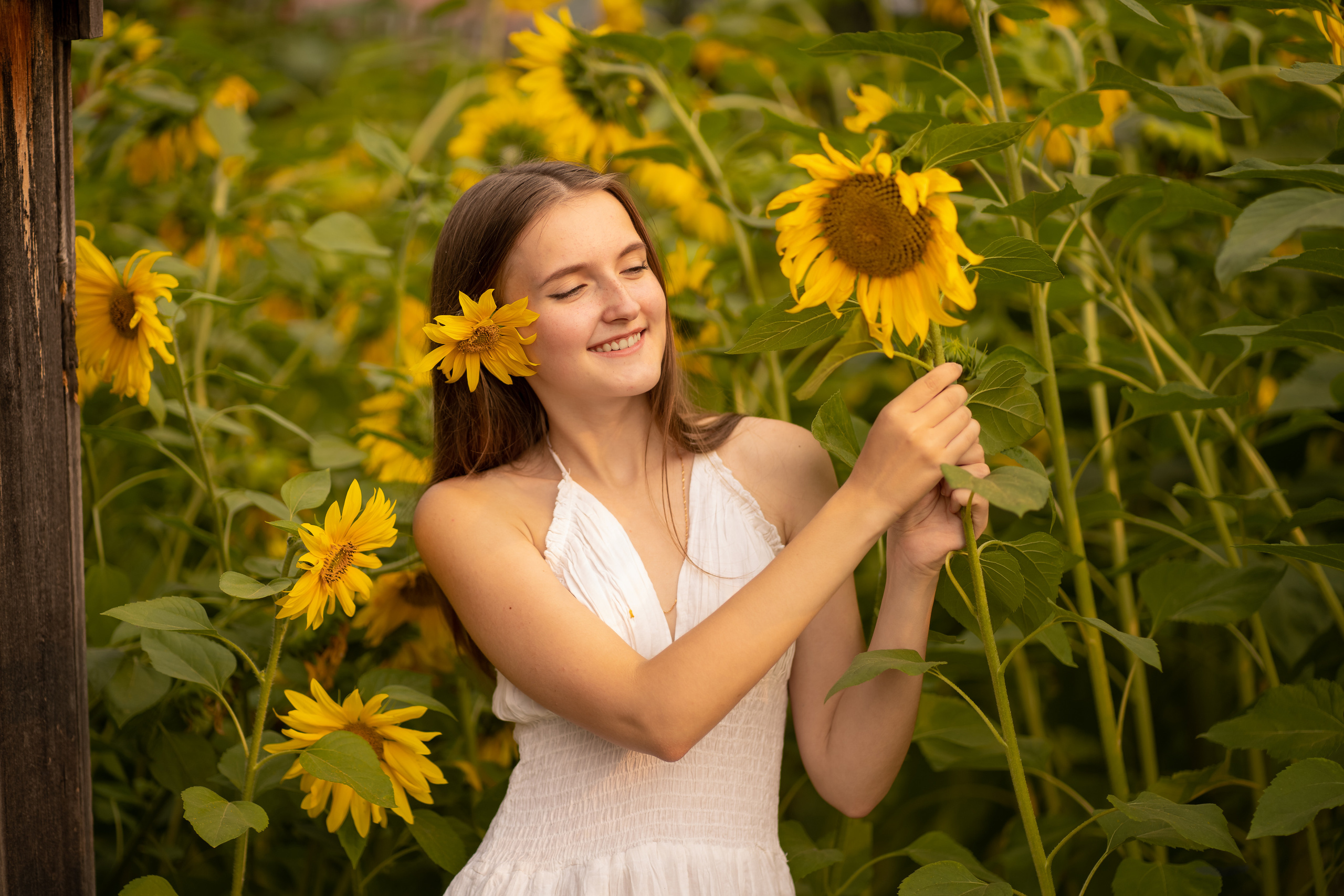 Подсолнухи. Фотограф Татьяна Митрофанова