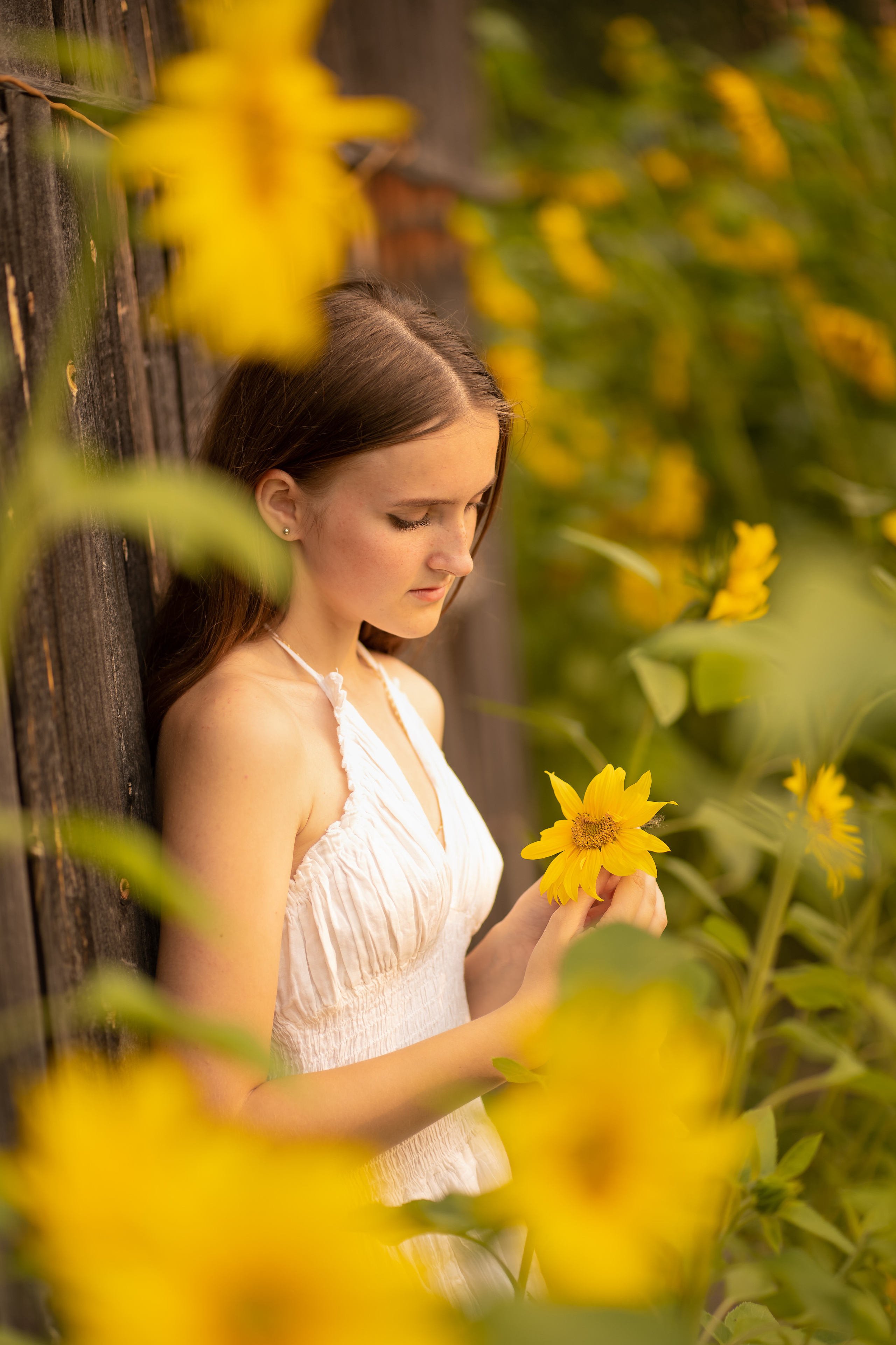 Подсолнухи. Фотограф Татьяна Митрофанова