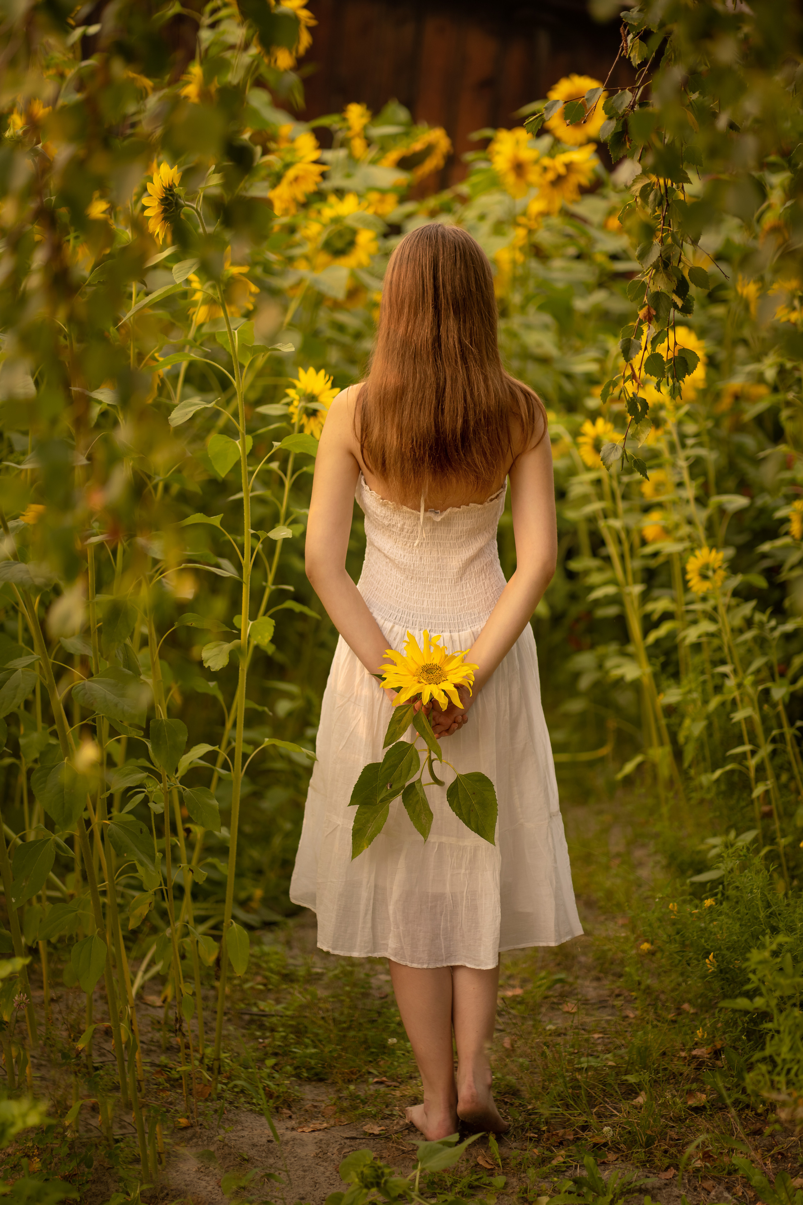 Подсолнухи. Фотограф Татьяна Митрофанова