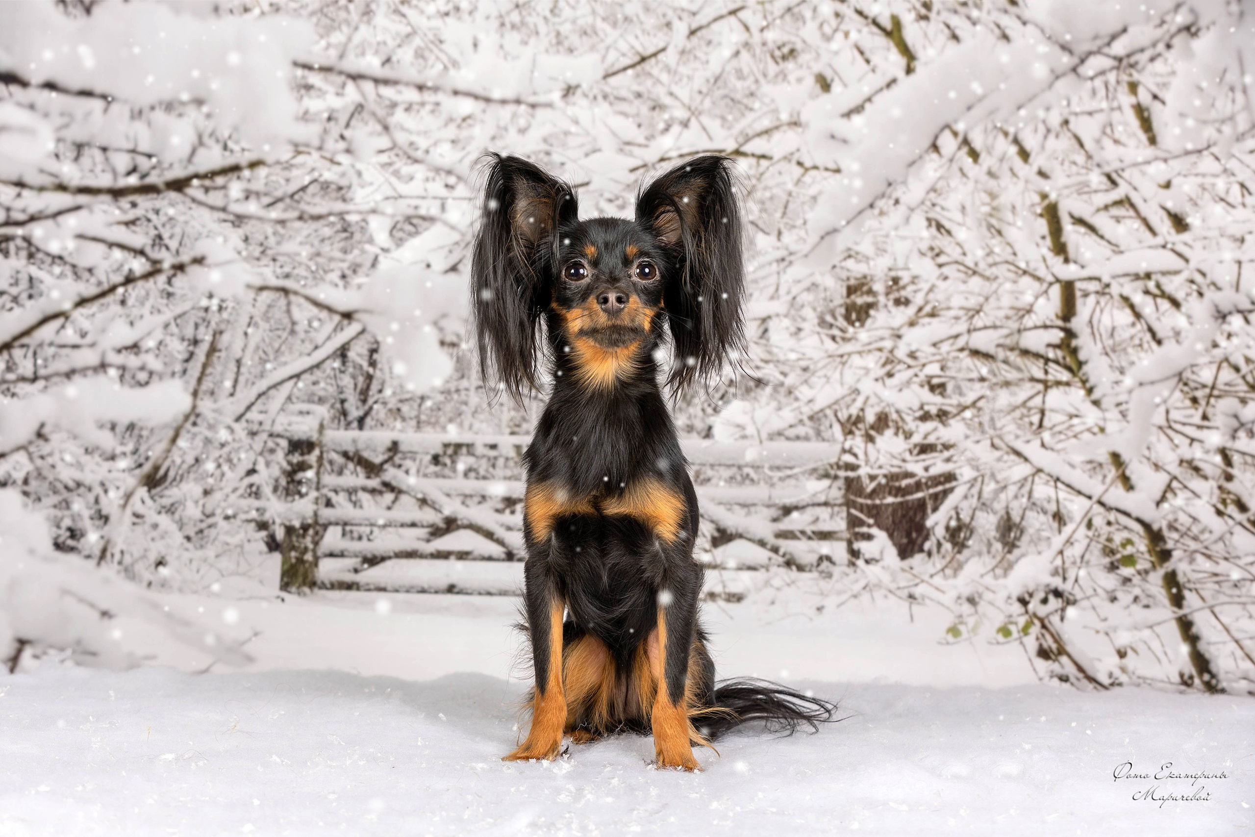 Тематические фоны с рисунком. Фотограф-анималист в Омске Екатерина Маричева