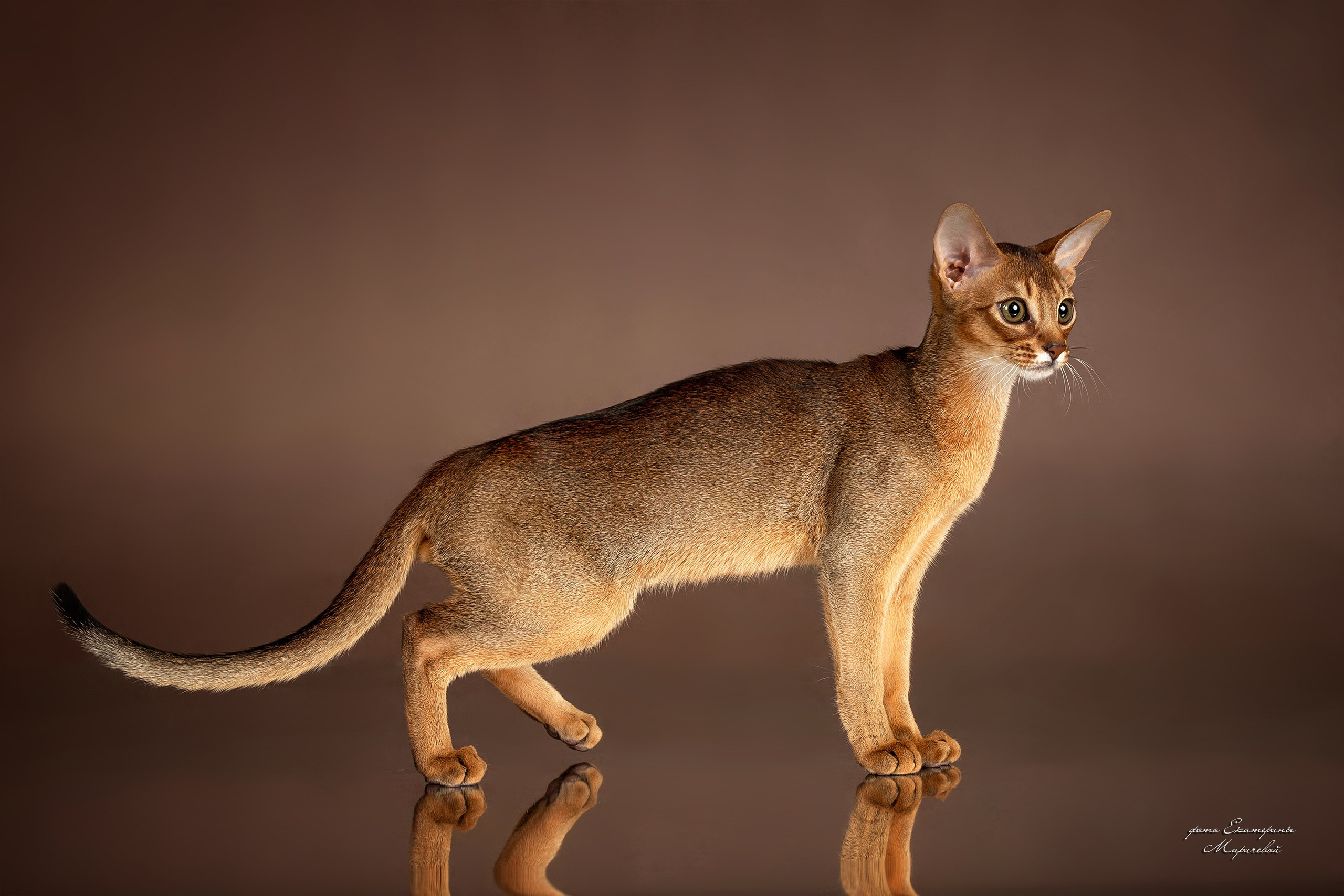 Стендовая съёмка на выставках кошек. Фотограф-анималист в Омске Екатерина Маричева