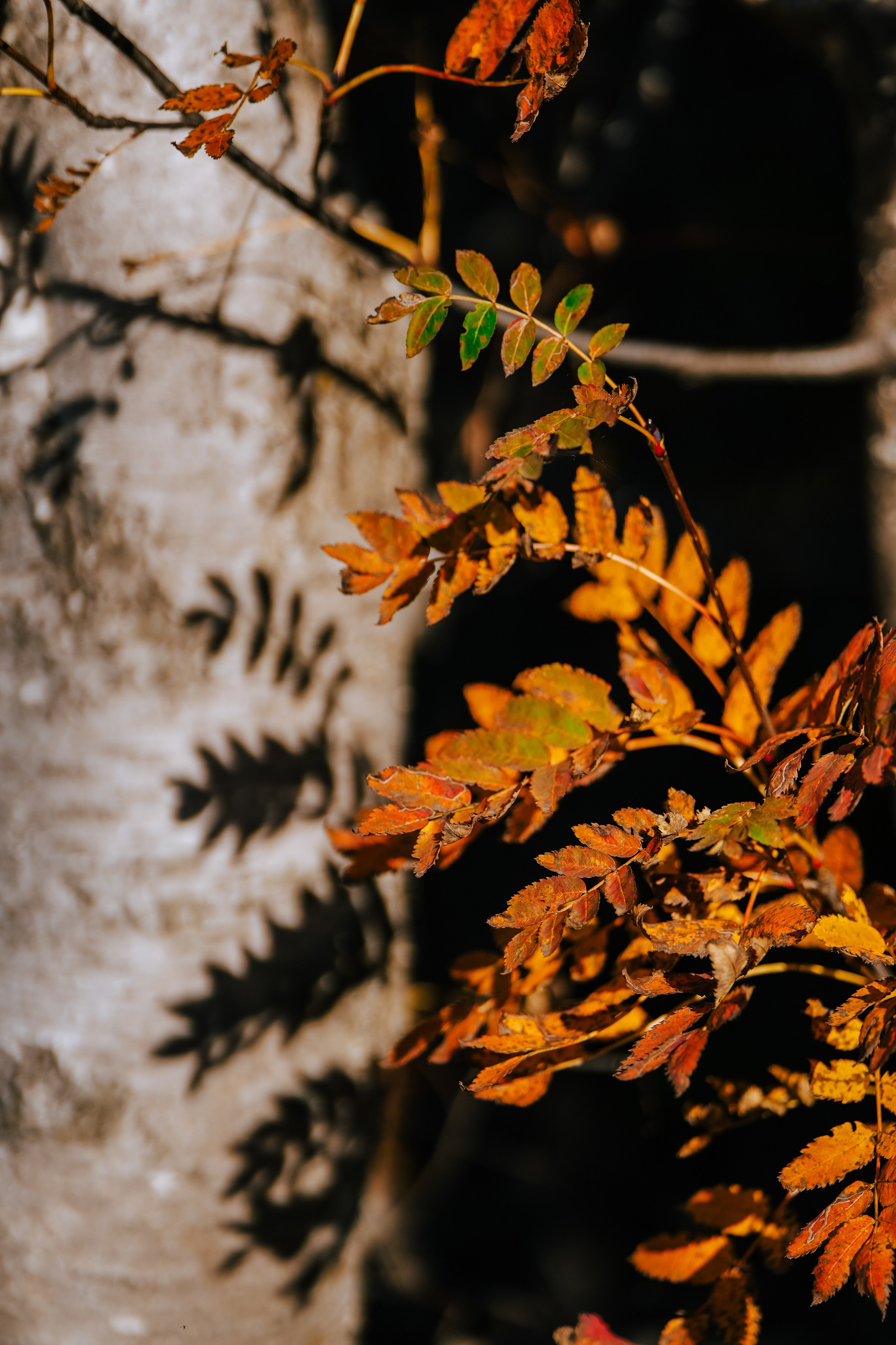 Роза Пик, тропа Турья ✽ Октябрь. Репортажный фотограф | Роза Хутор Красная Поляна Сочи Сириус