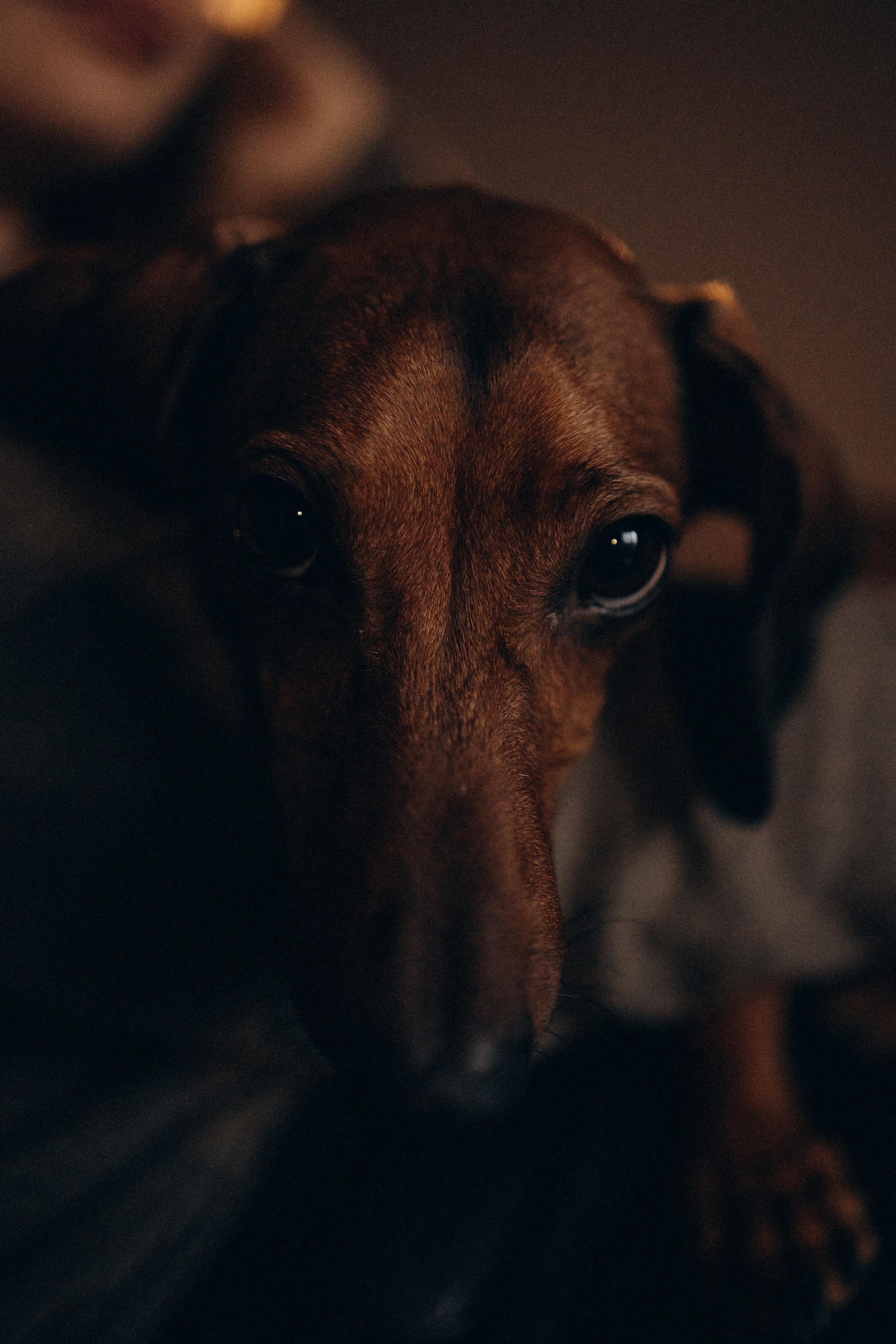 Маша и ее семья. Фотораф — анималист Мария Шистка