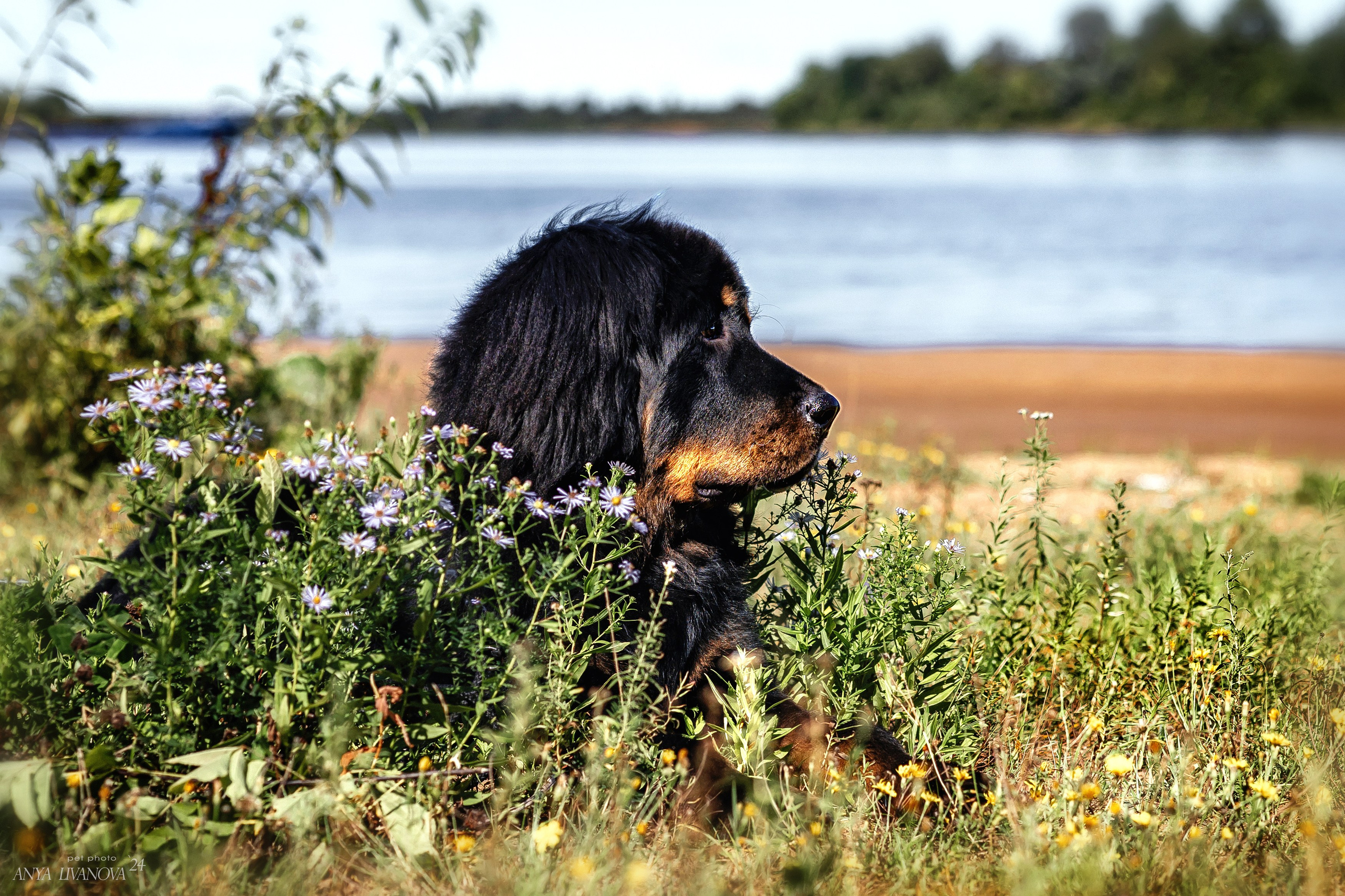 Адмирал. Фотограф анималист Аня Ливанова | Рыбинск