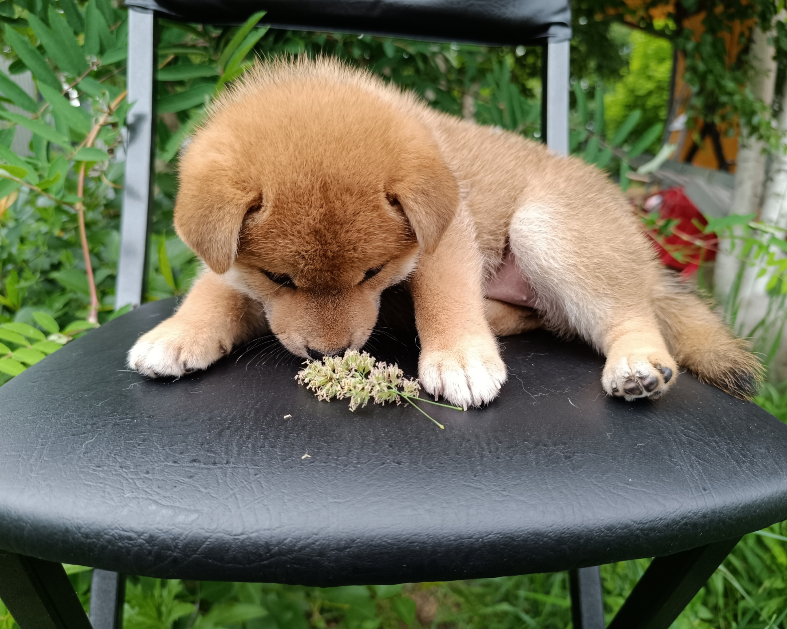 сиба питомник Рубилайт щенки на продажу rubylight  сиба щенки купить СПб Санкт-Петербург