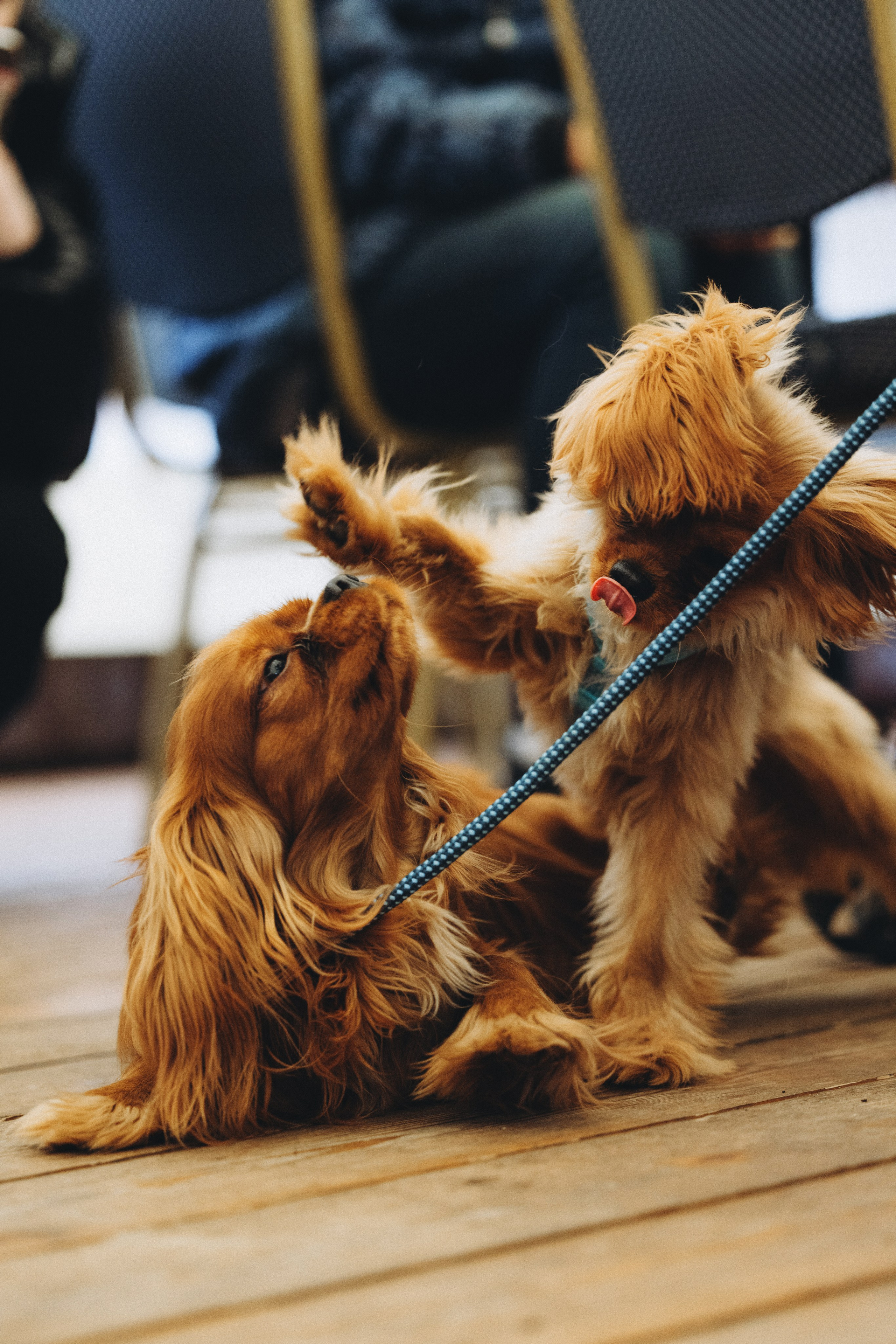 Встреча ККЧС. Фотограф анималист Осипчикова Мария